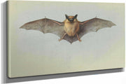 Study Of A Common Pipistrelle Bat by Archibald Thorburn