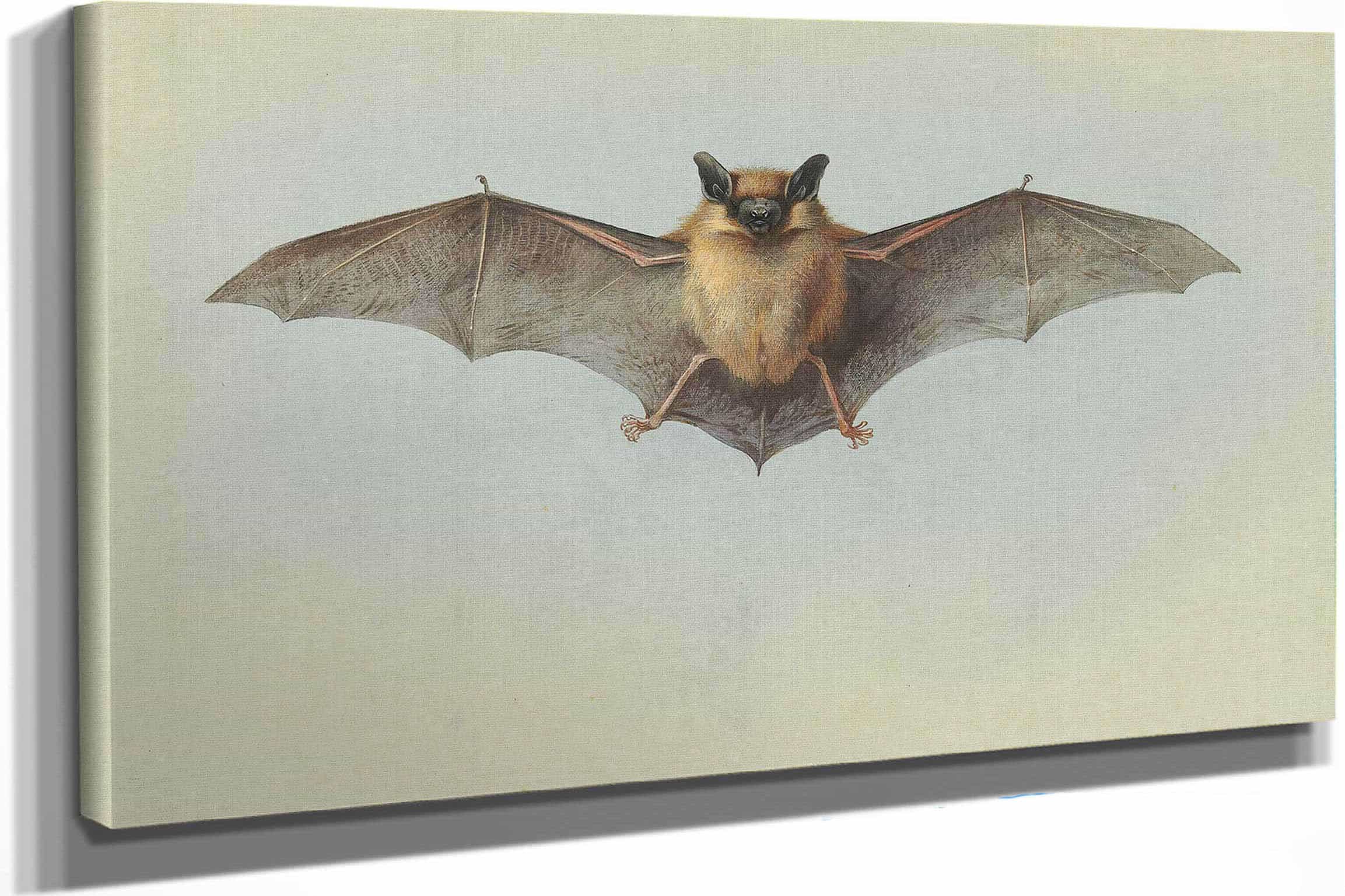 Study Of A Common Pipistrelle Bat by Archibald Thorburn