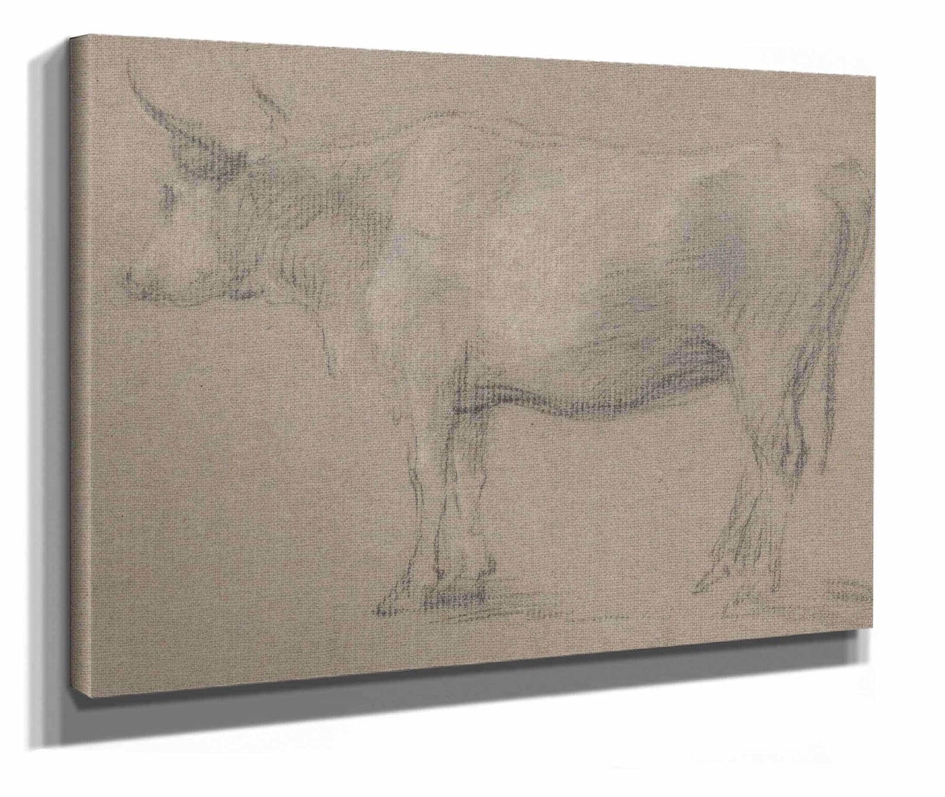 Study Of A Cow Between And by Thomas Gainsborough