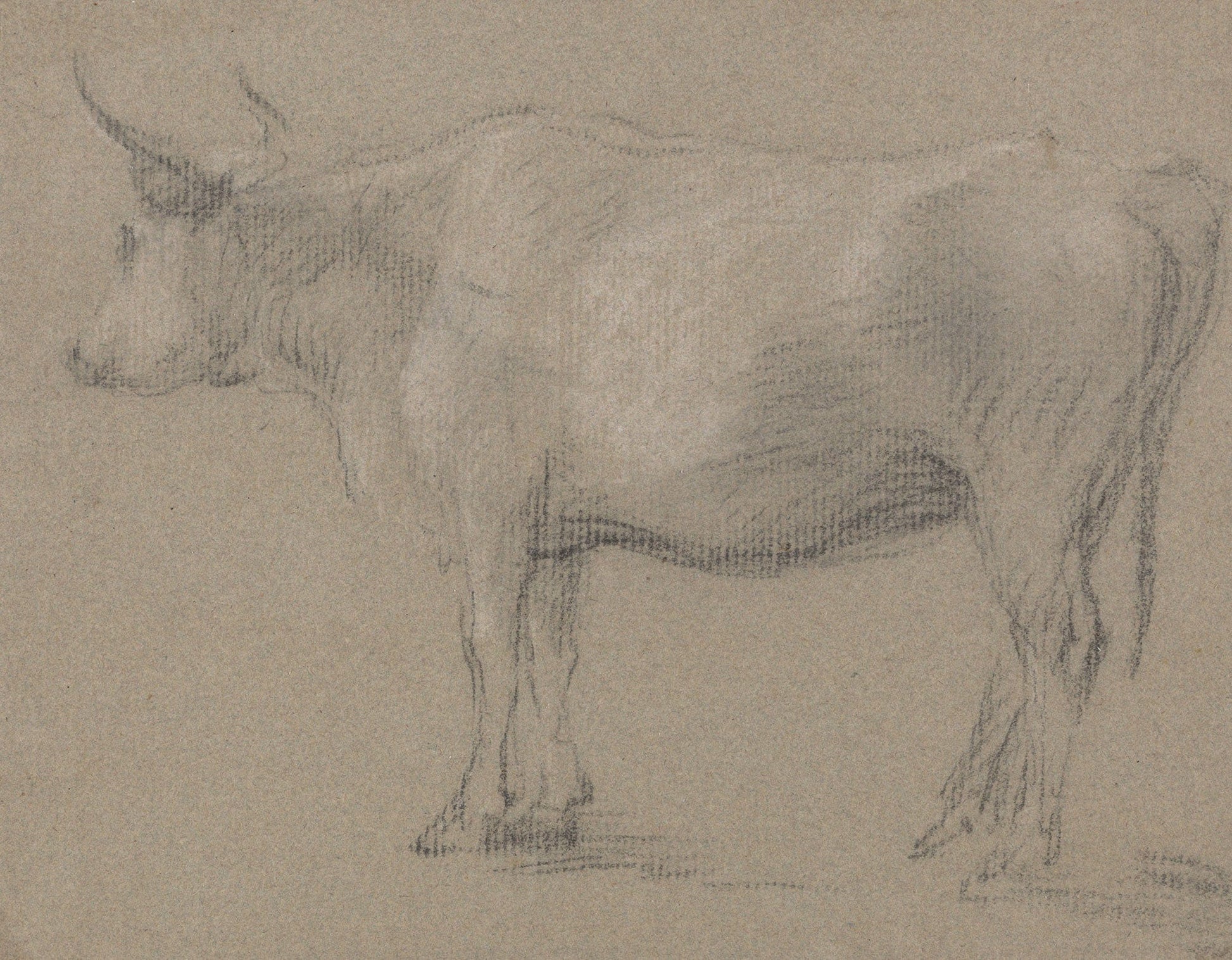 Study Of A Cow Between And by Thomas Gainsborough