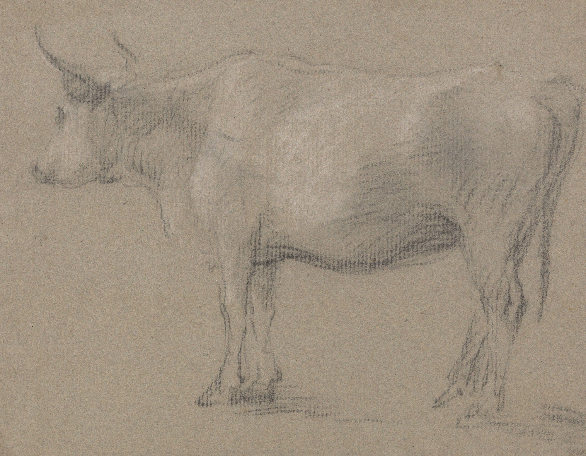 Study Of A Cow Between And by Thomas Gainsborough