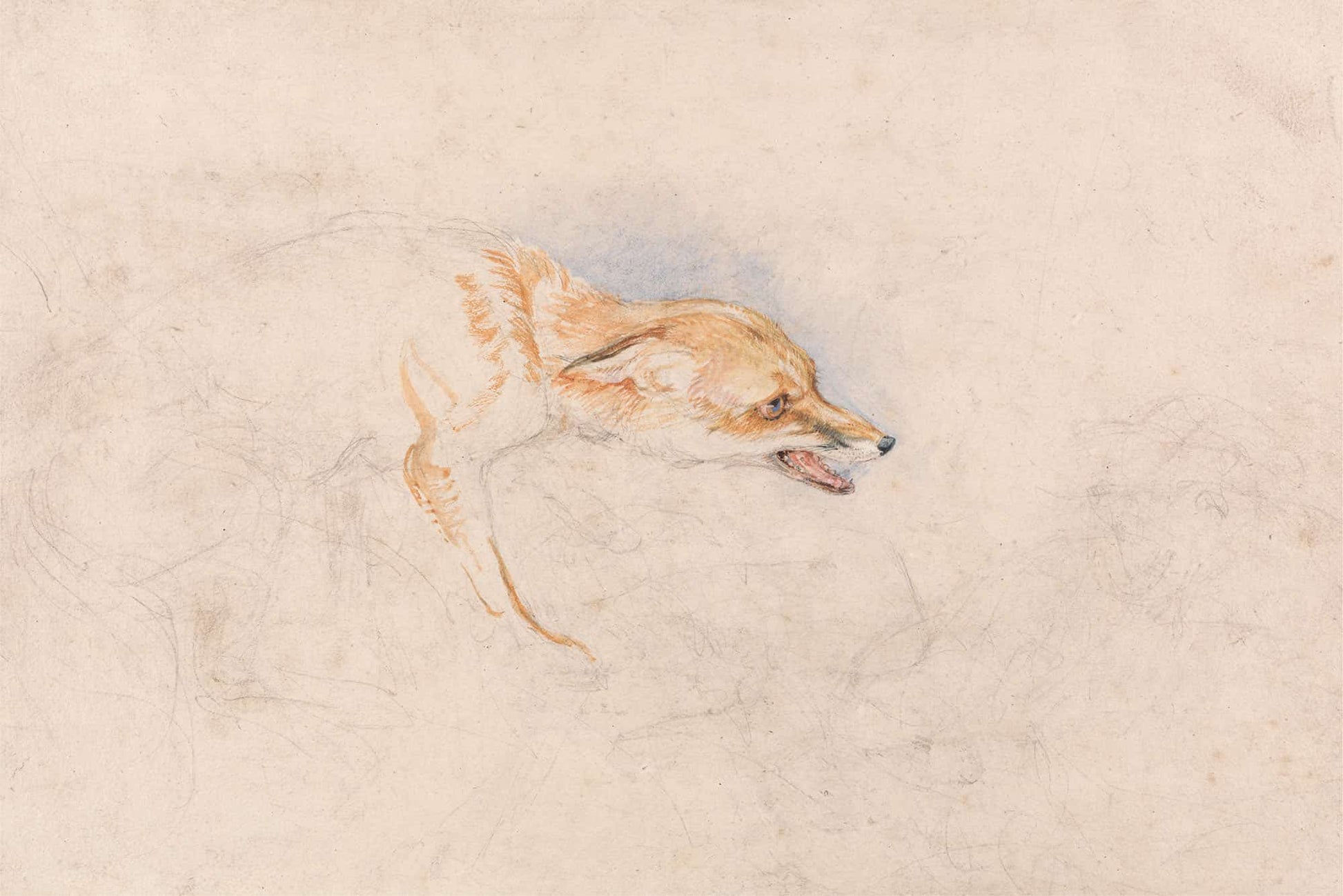 Study Of A Crouching Fox Facing Right by John Frederick Lewis