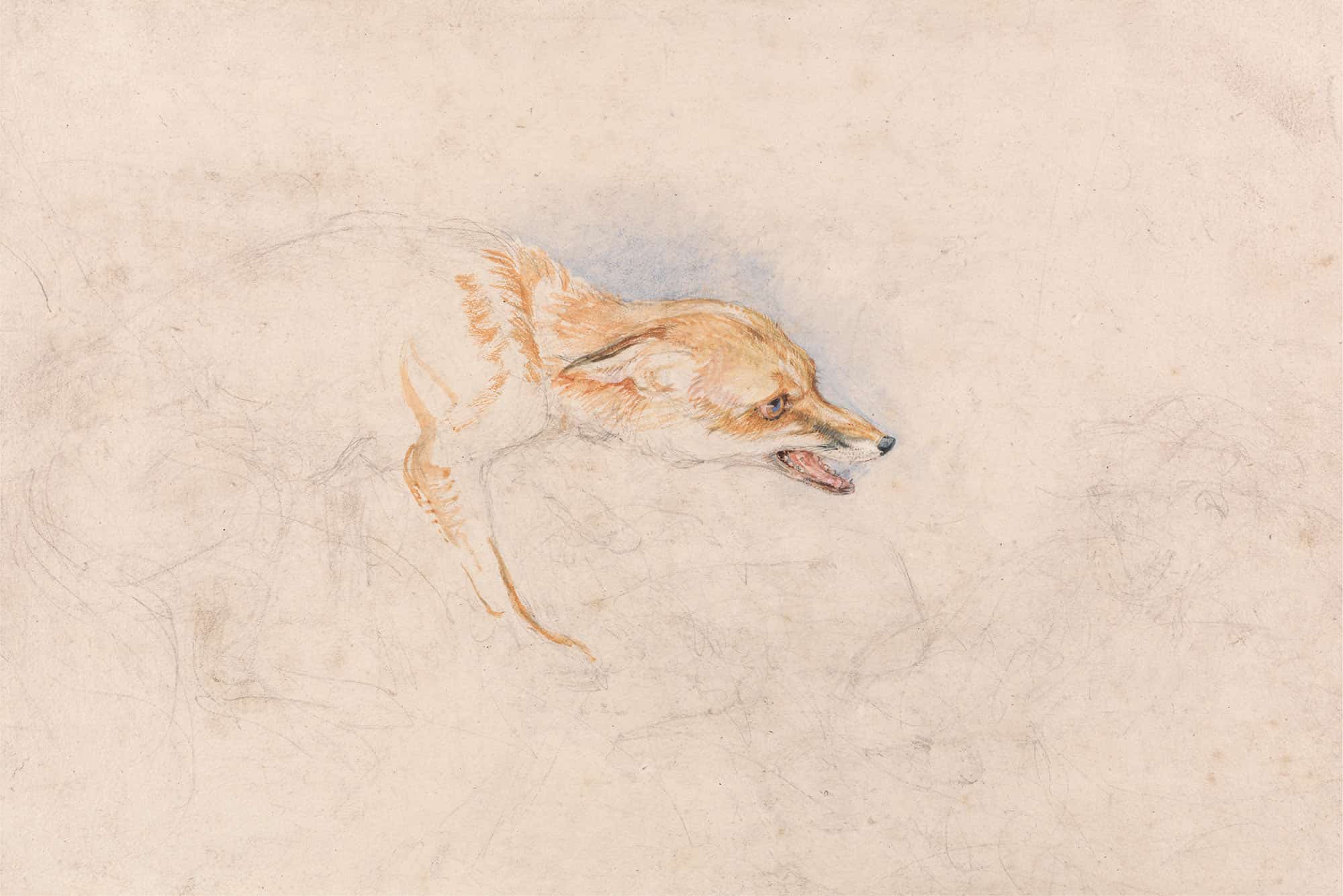 Study Of A Crouching Fox Facing Right by John Frederick Lewis