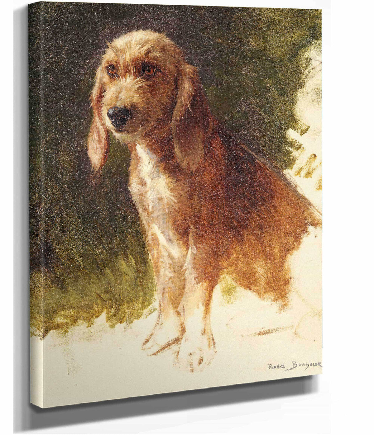 Study Of A Dog S by Rosa Bonheur