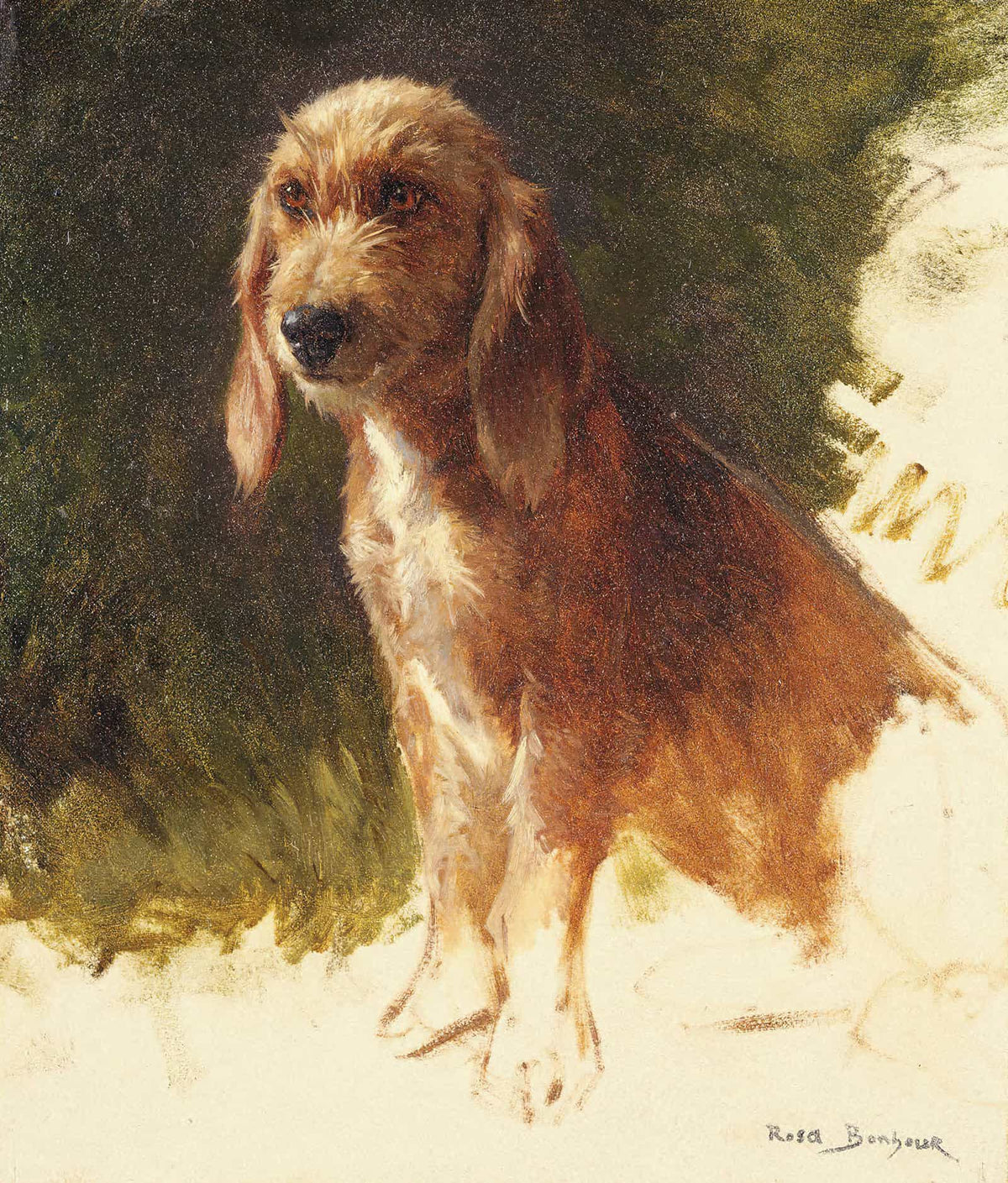 Study Of A Dog S by Rosa Bonheur