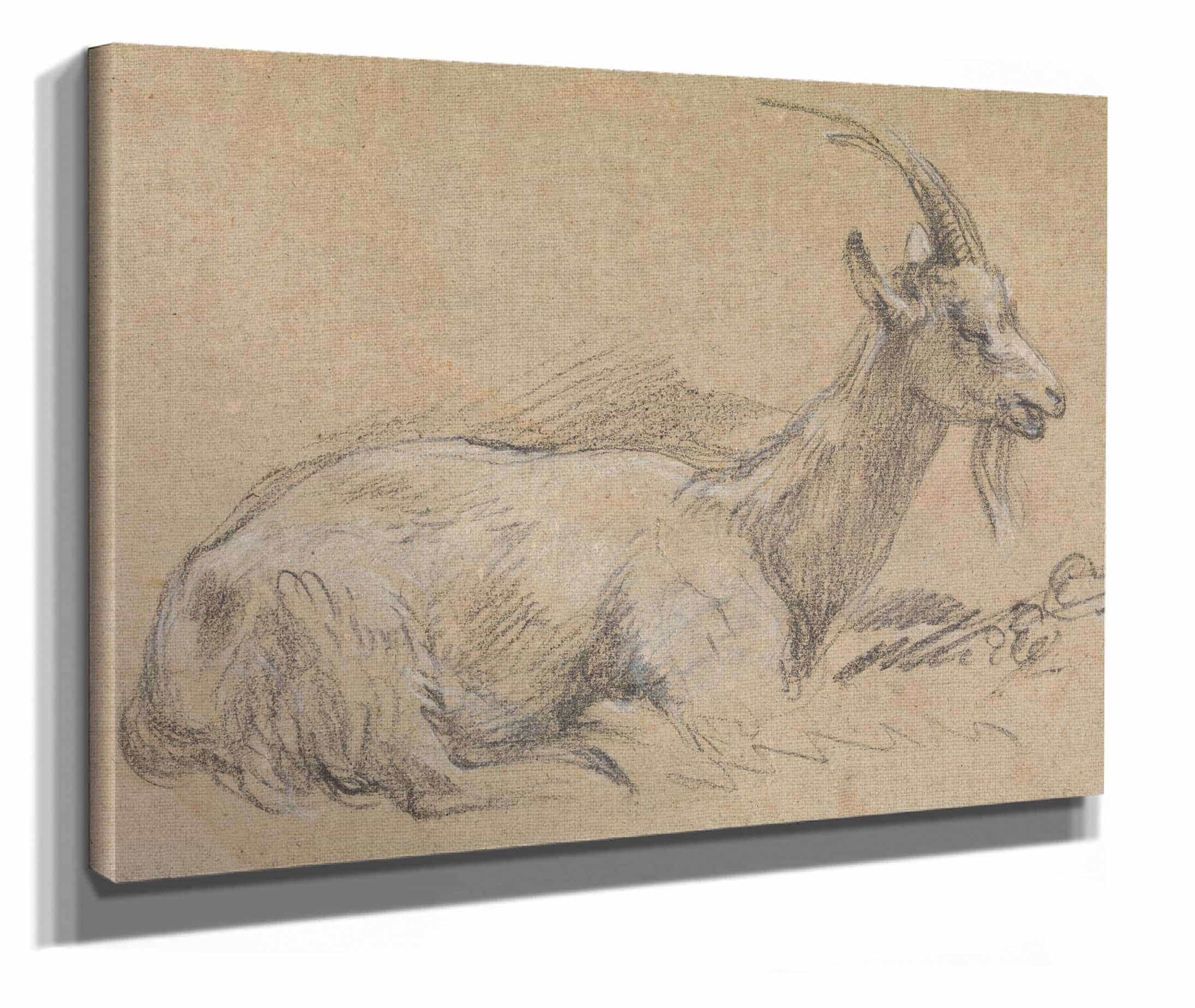 Study Of A Goat Late S by Thomas Gainsborough