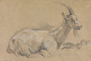 Study Of A Goat Late S by Thomas Gainsborough