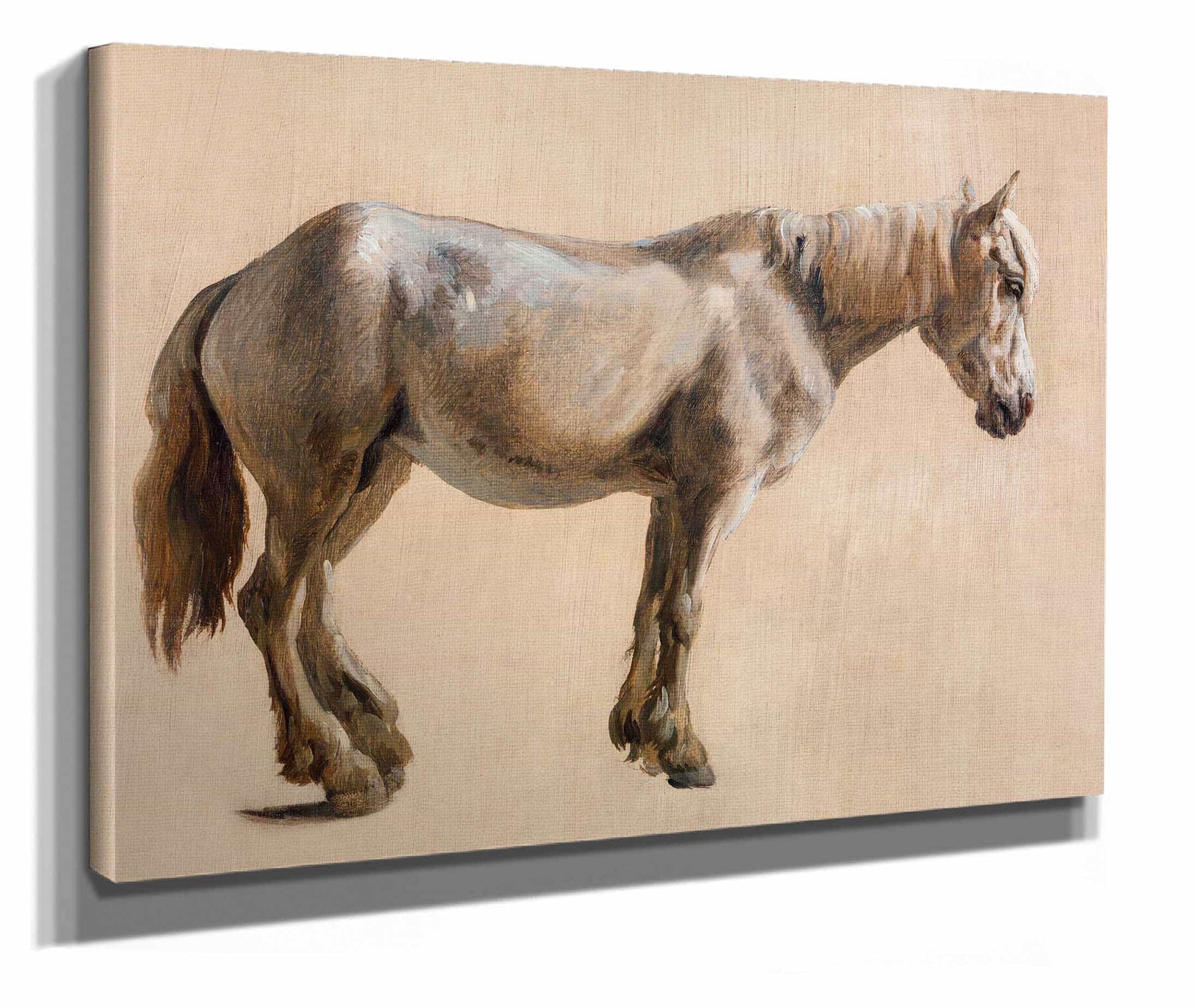 Study Of A Grey Horse by Jacques Laurent Agasse