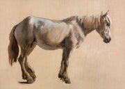 Study Of A Grey Horse by Jacques Laurent Agasse