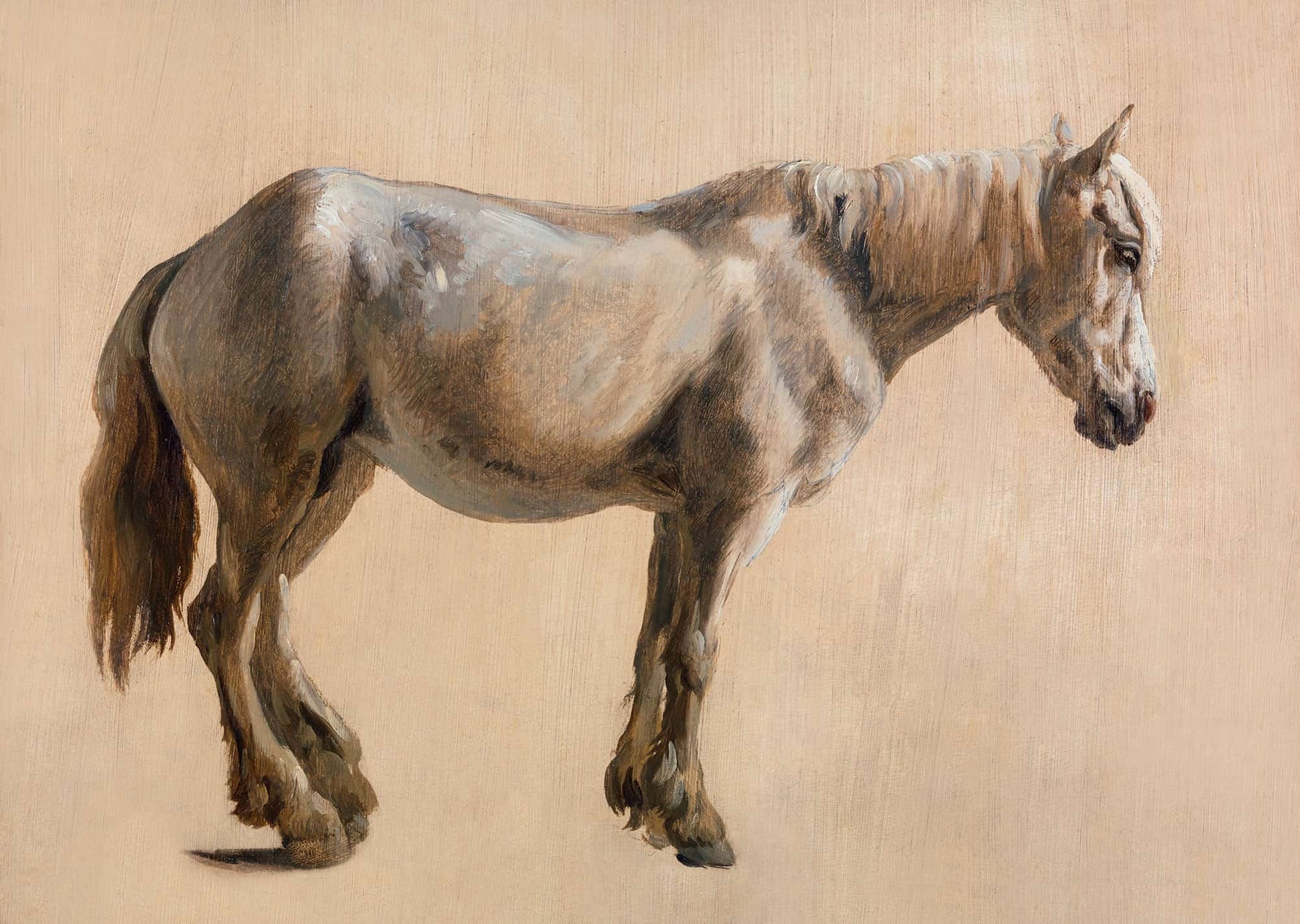 Study Of A Grey Horse by Jacques Laurent Agasse