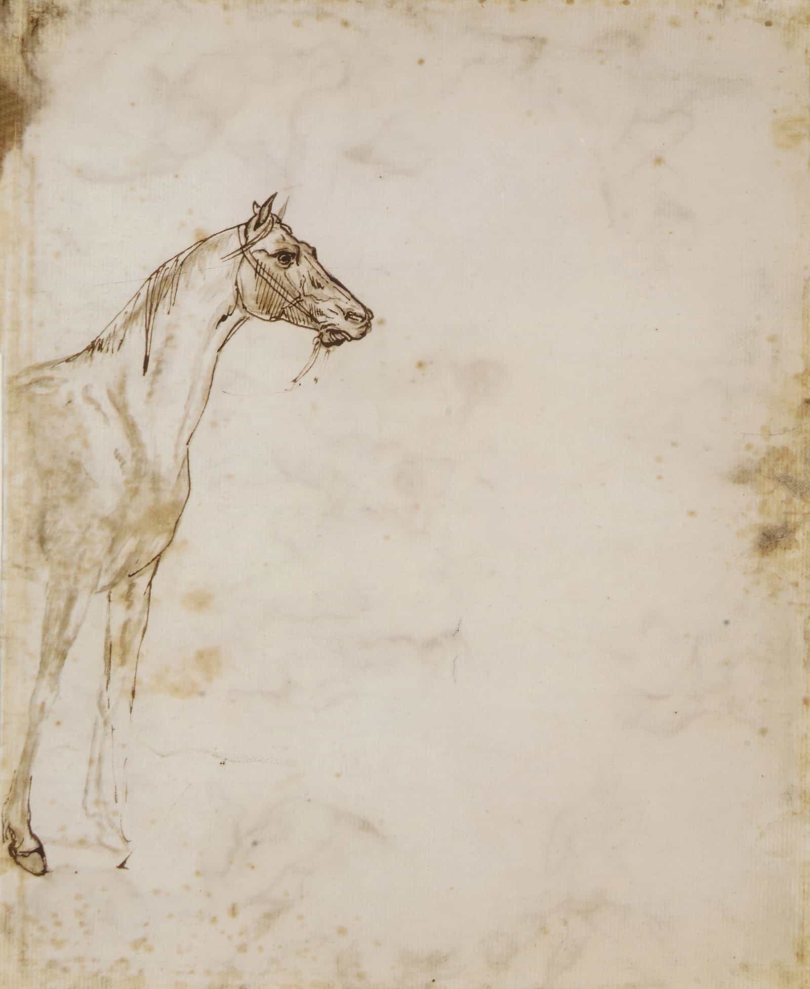 Study Of A Horse   by Theodore Gericault