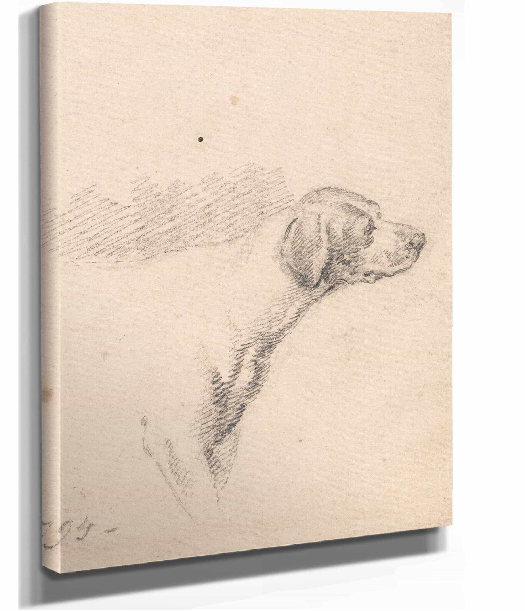 Study Of A Hound Head And Shoulders Facing Right by George Morland