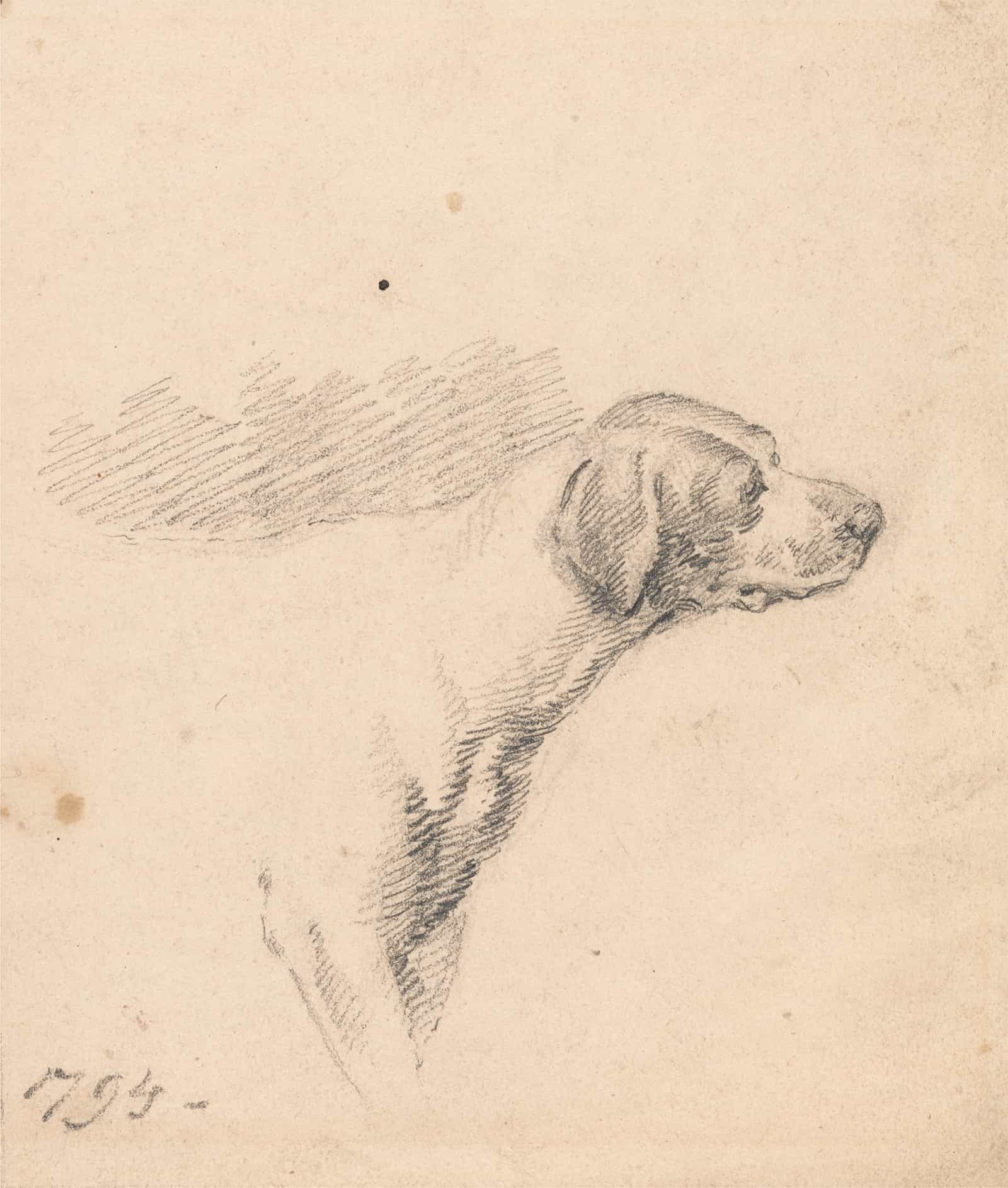 Study Of A Hound Head And Shoulders Facing Right by George Morland