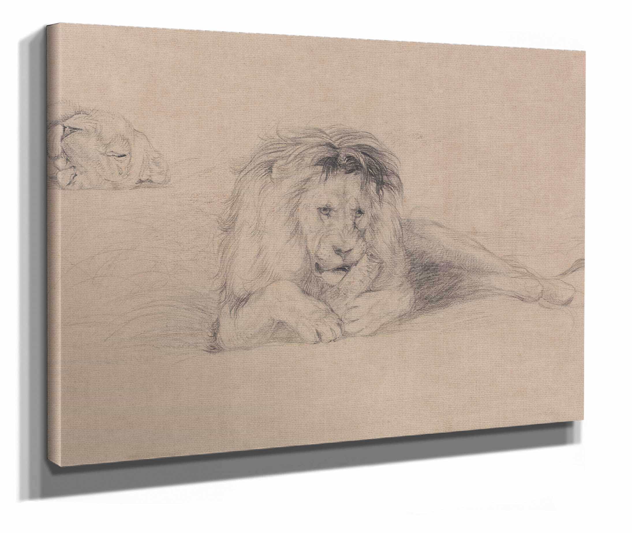 Study Of A Lion And Study Of A Lioness Head by John Frederick Lewis