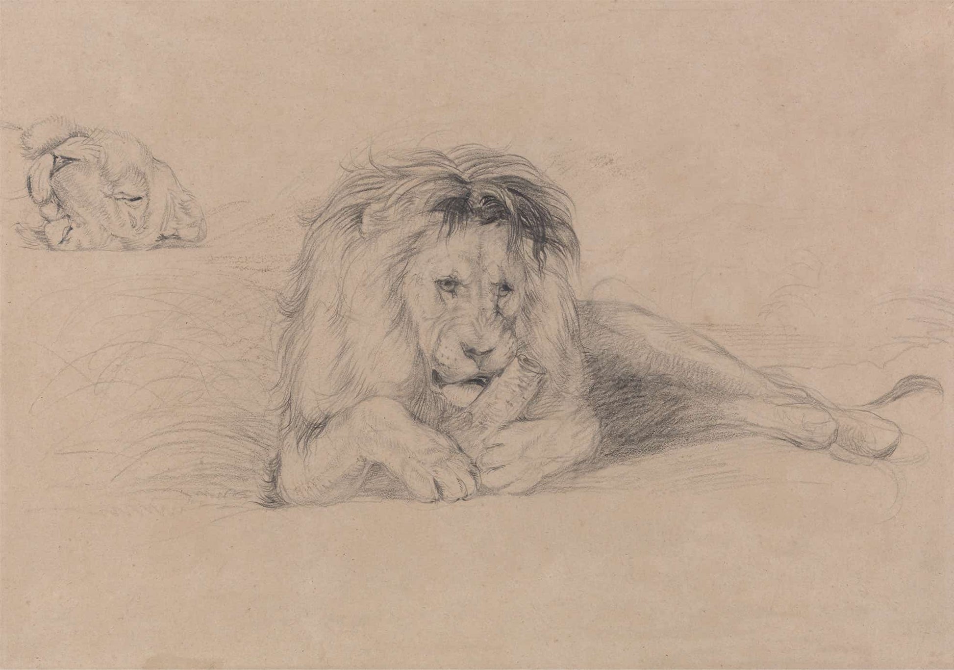 Study Of A Lion And Study Of A Lioness Head by John Frederick Lewis
