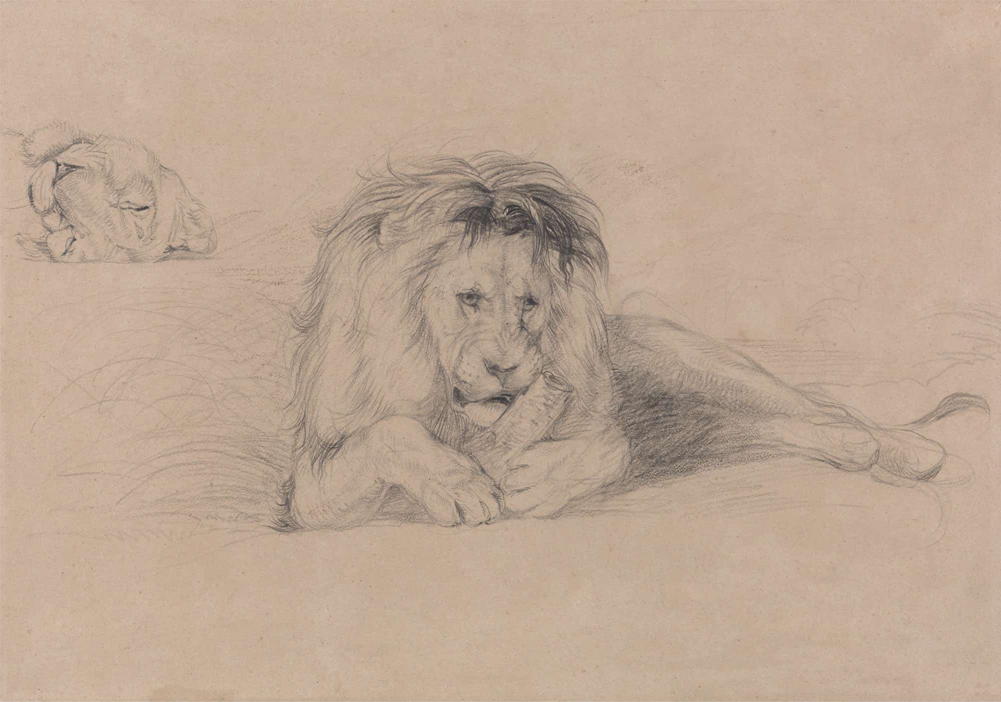 Study Of A Lion And Study Of A Lioness Head by John Frederick Lewis
