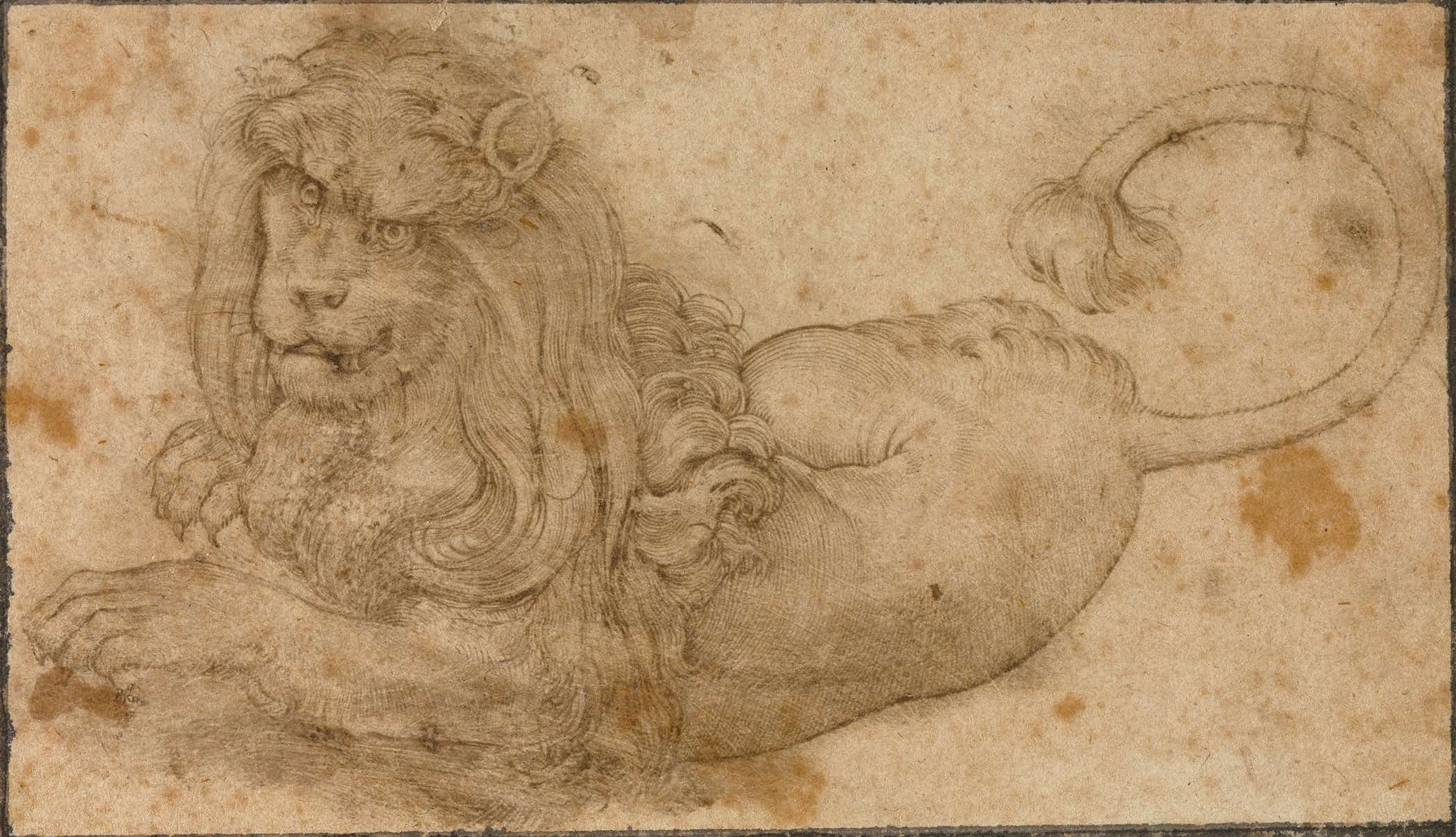 Study Of A Lion by Lucas Cranach The Elder