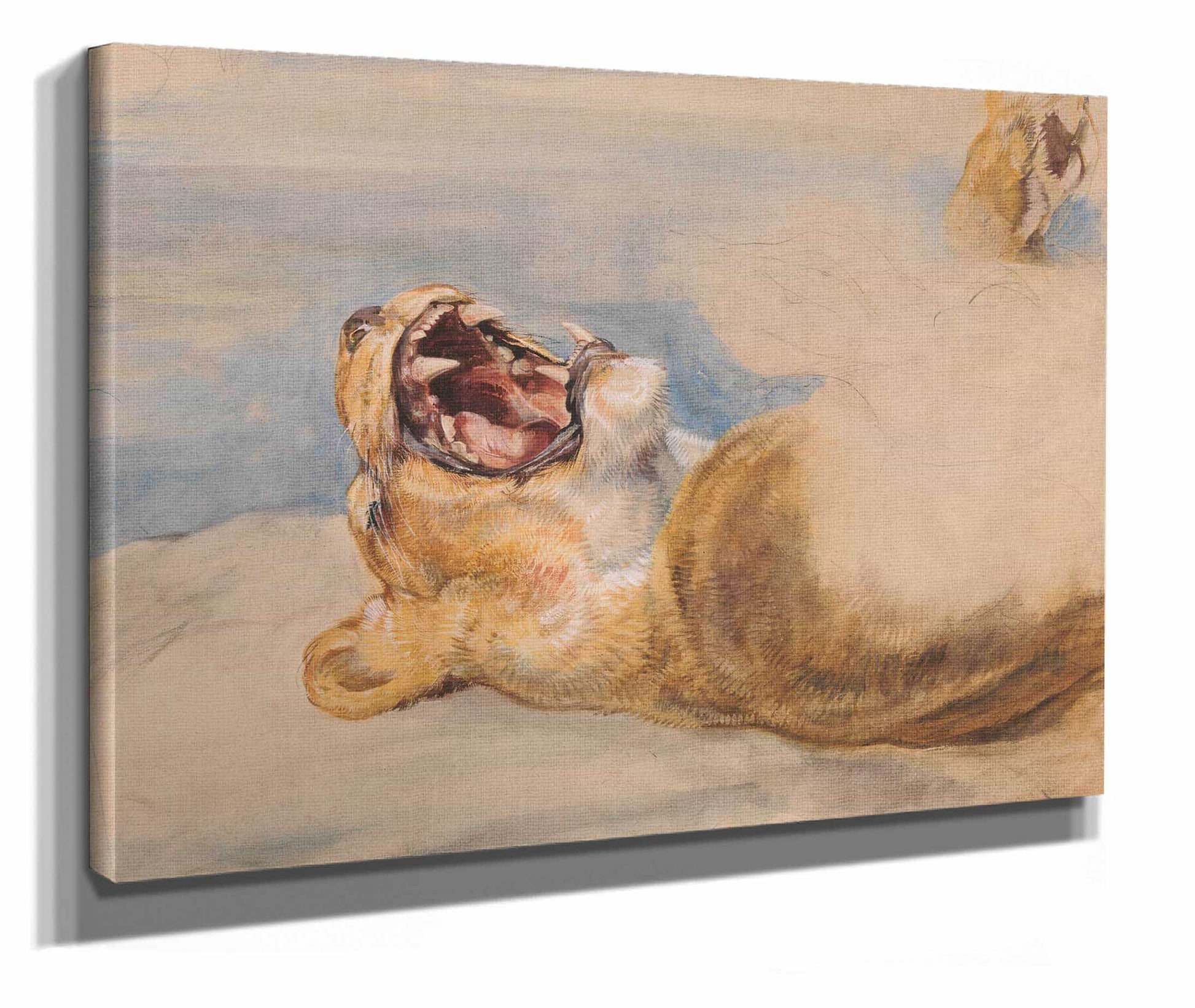 Study Of A Lioness by John Frederick Lewis