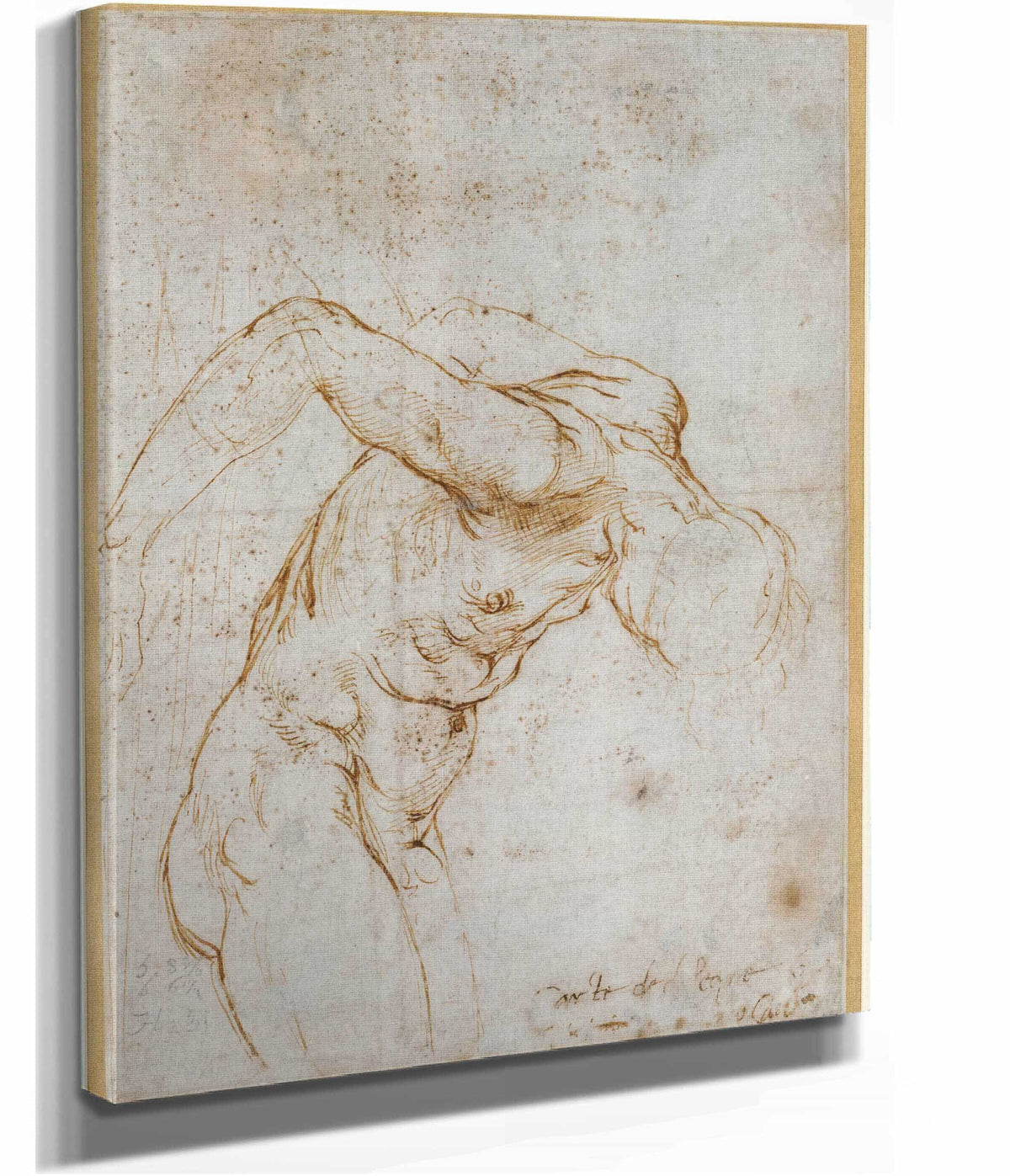 Study Of A Nude Male Figure   by Raphael