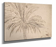 Study Of A Palm Tree  by Nicolas Poussin