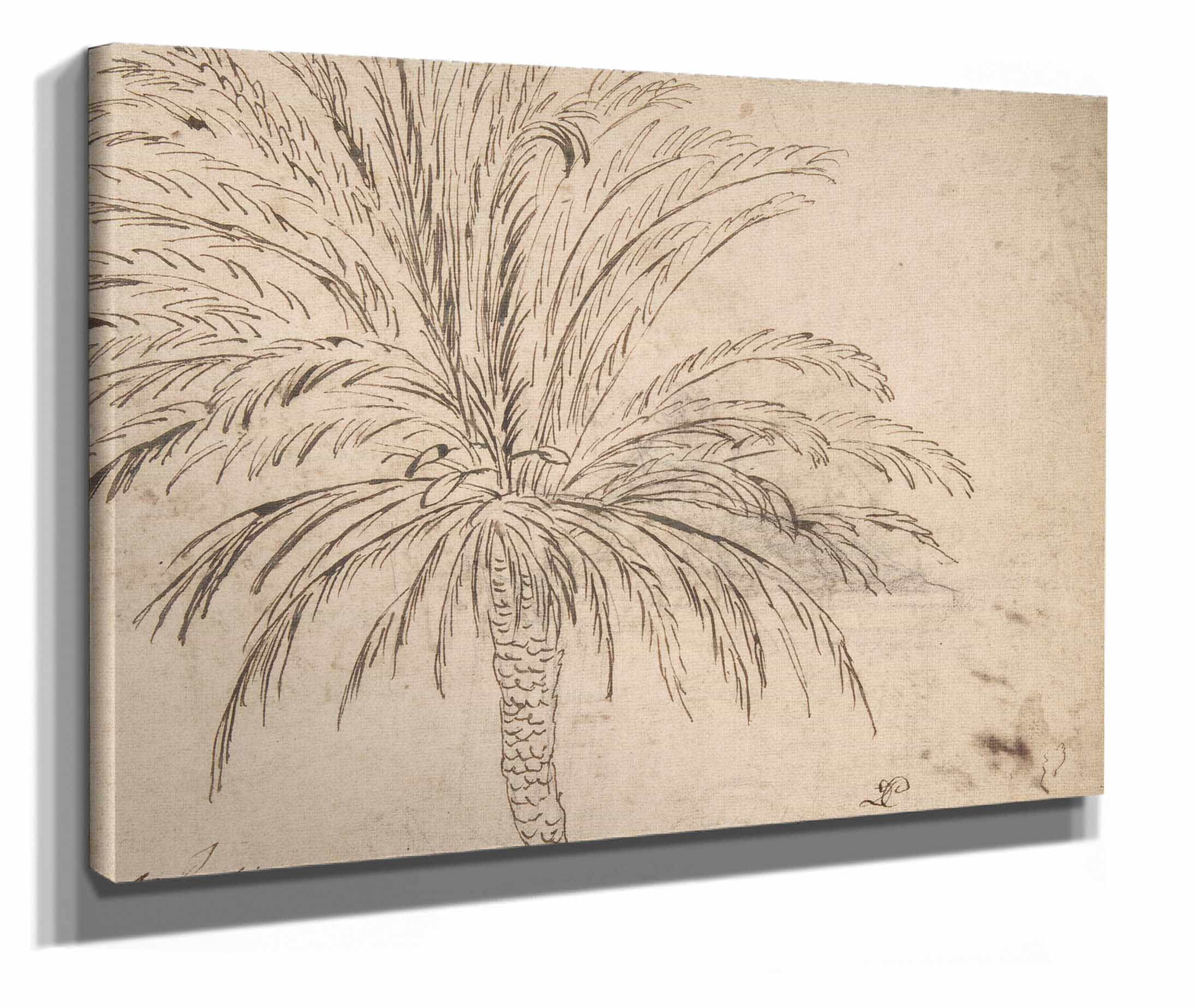 Study Of A Palm Tree  by Nicolas Poussin