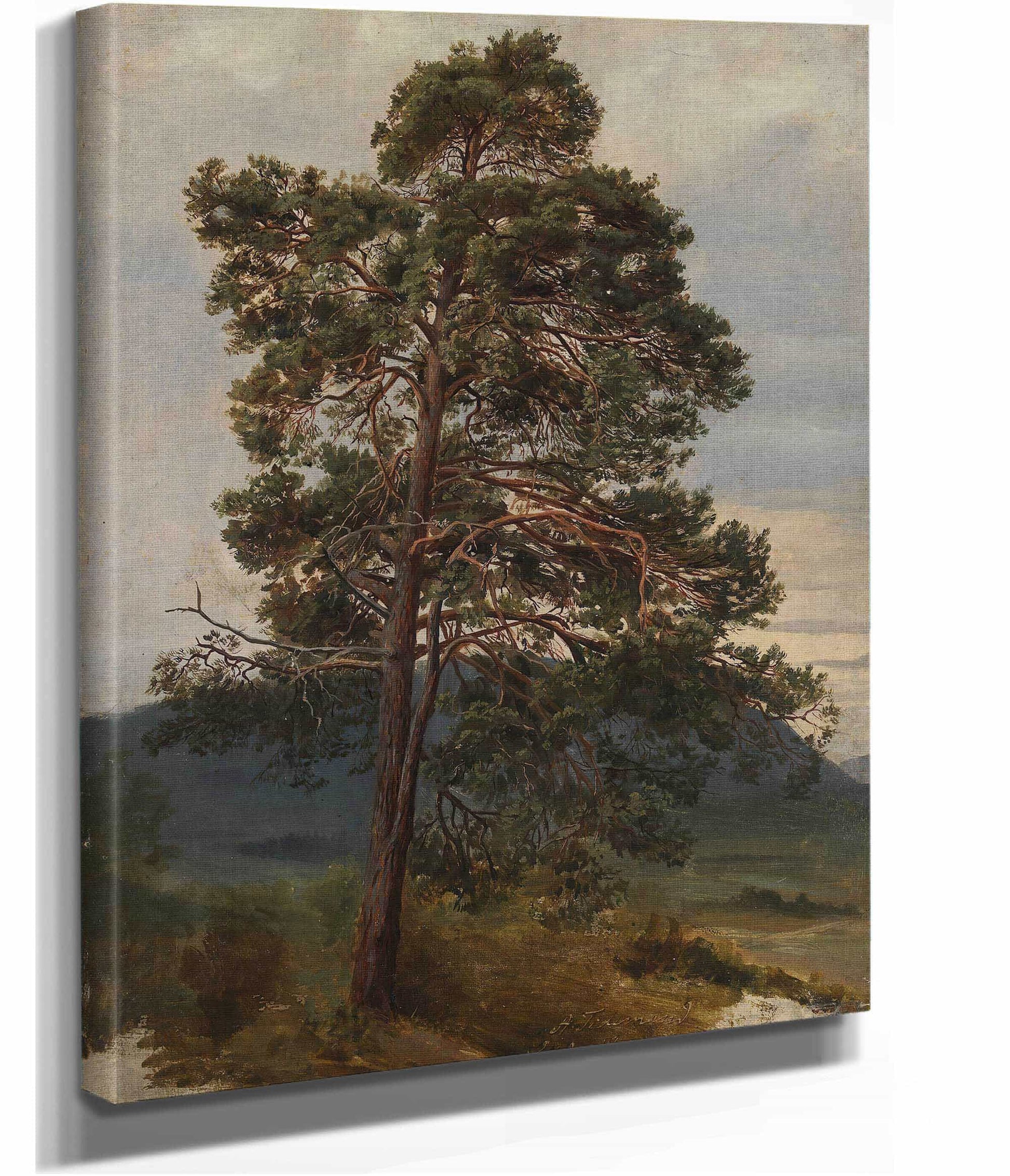 Study Of A Pine Tree by Adolph Tidemand