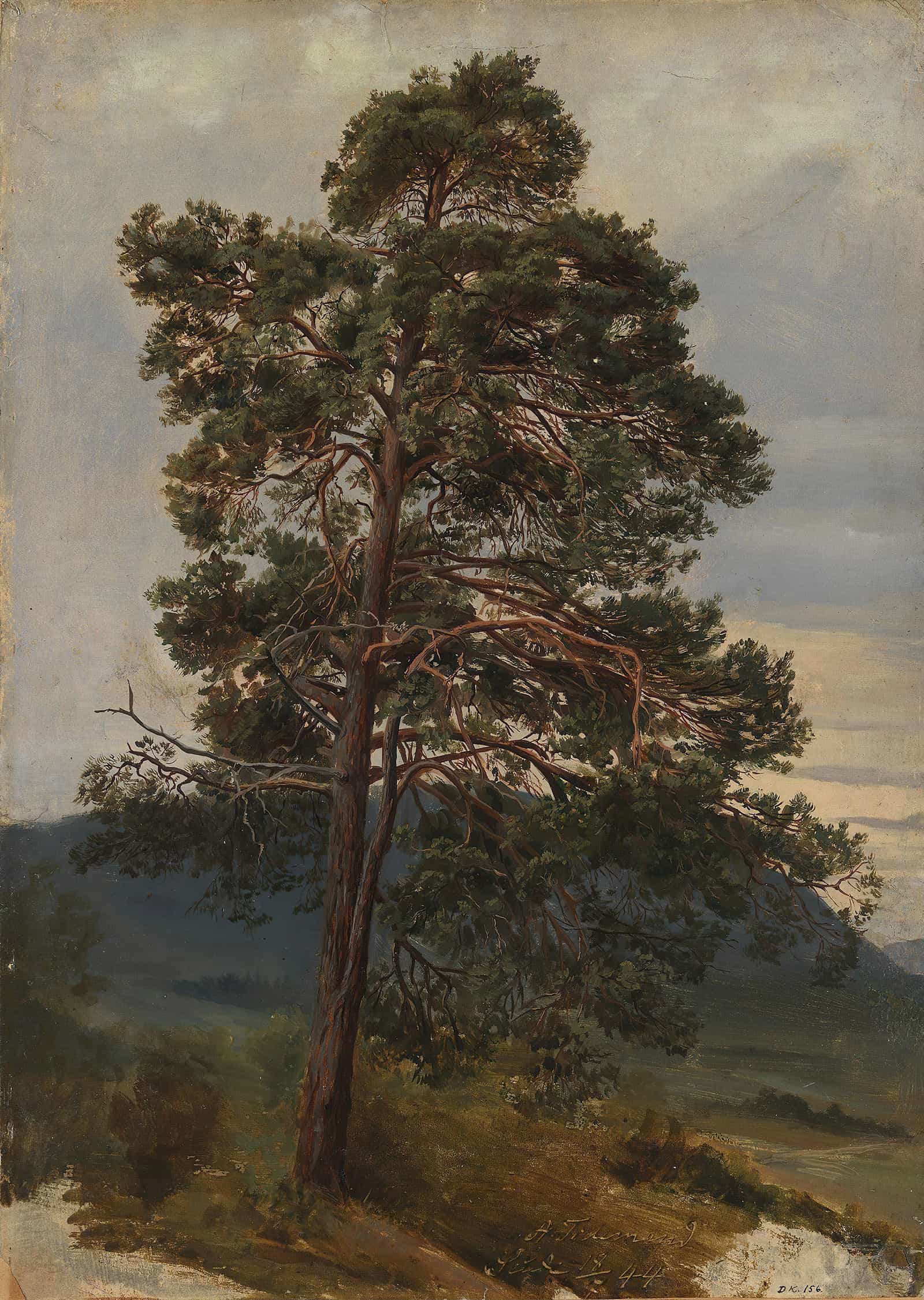 Study Of A Pine Tree by Adolph Tidemand