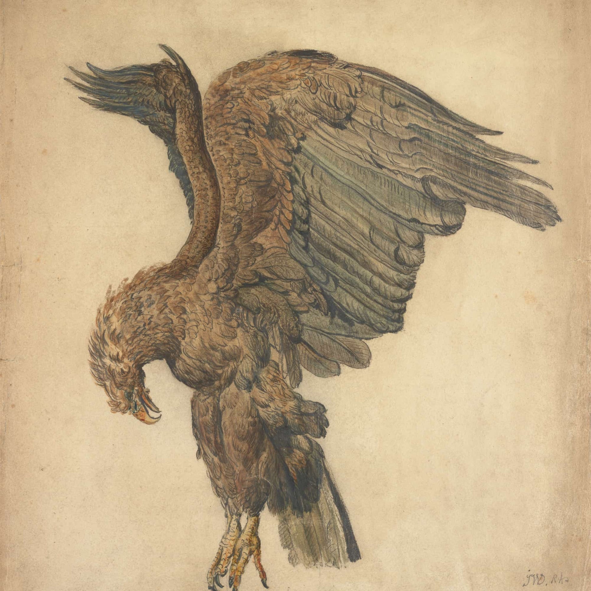 Study Of A Plunging Eagle by James Ward