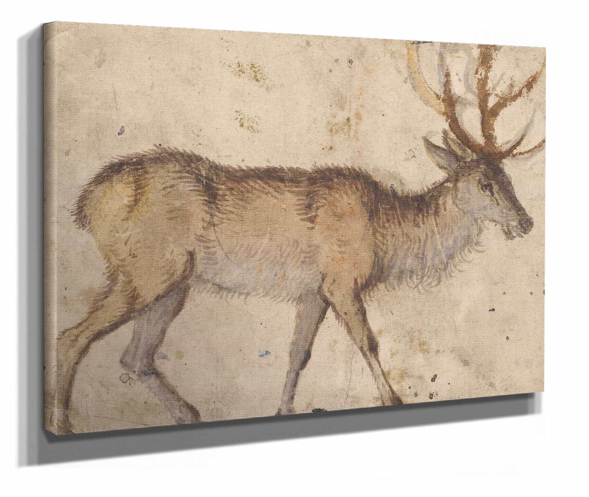 Study Of A Stag About  by Lucas Cranach The Elder