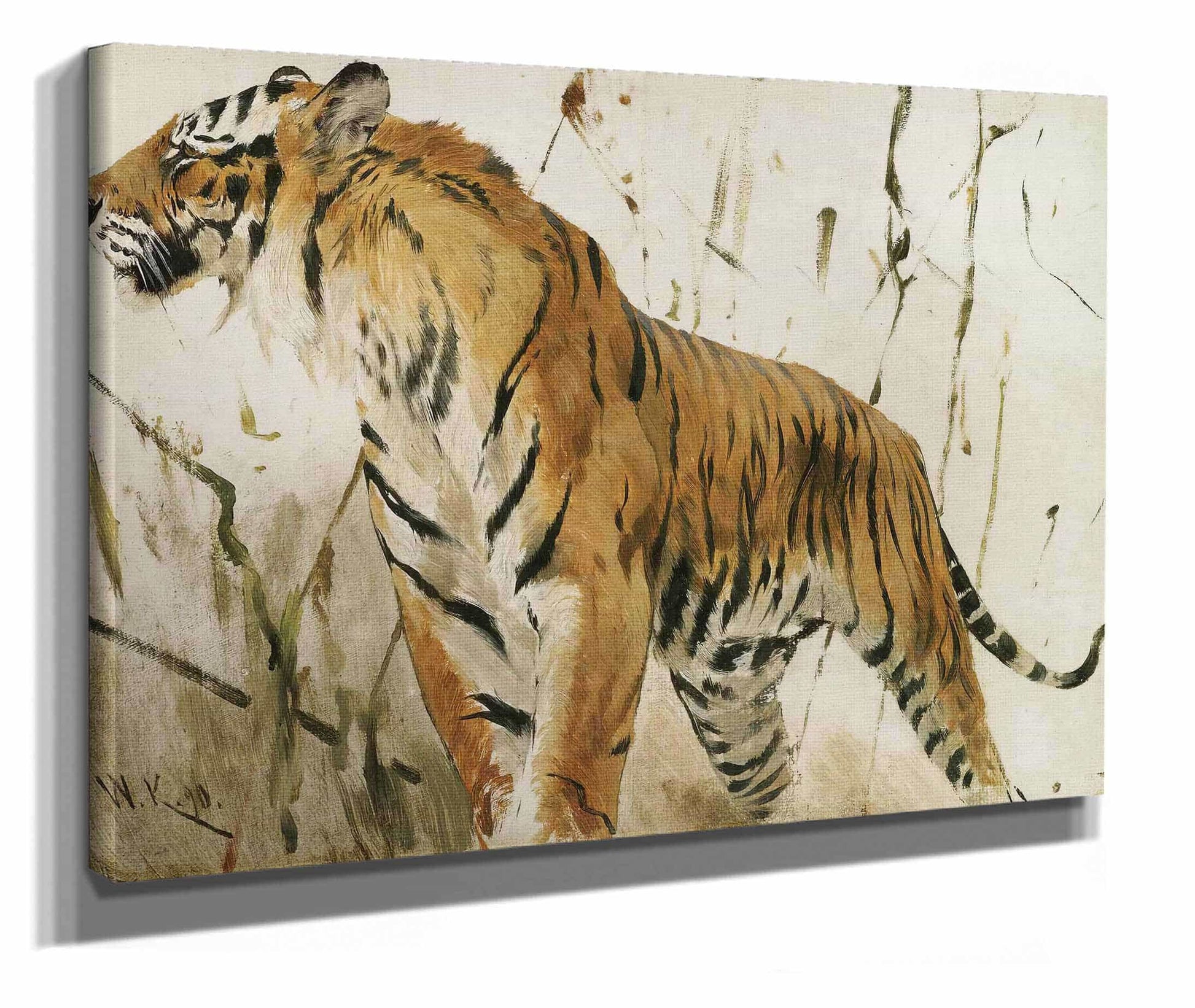 Study Of A Tiger by Wilhelm Kuhnert