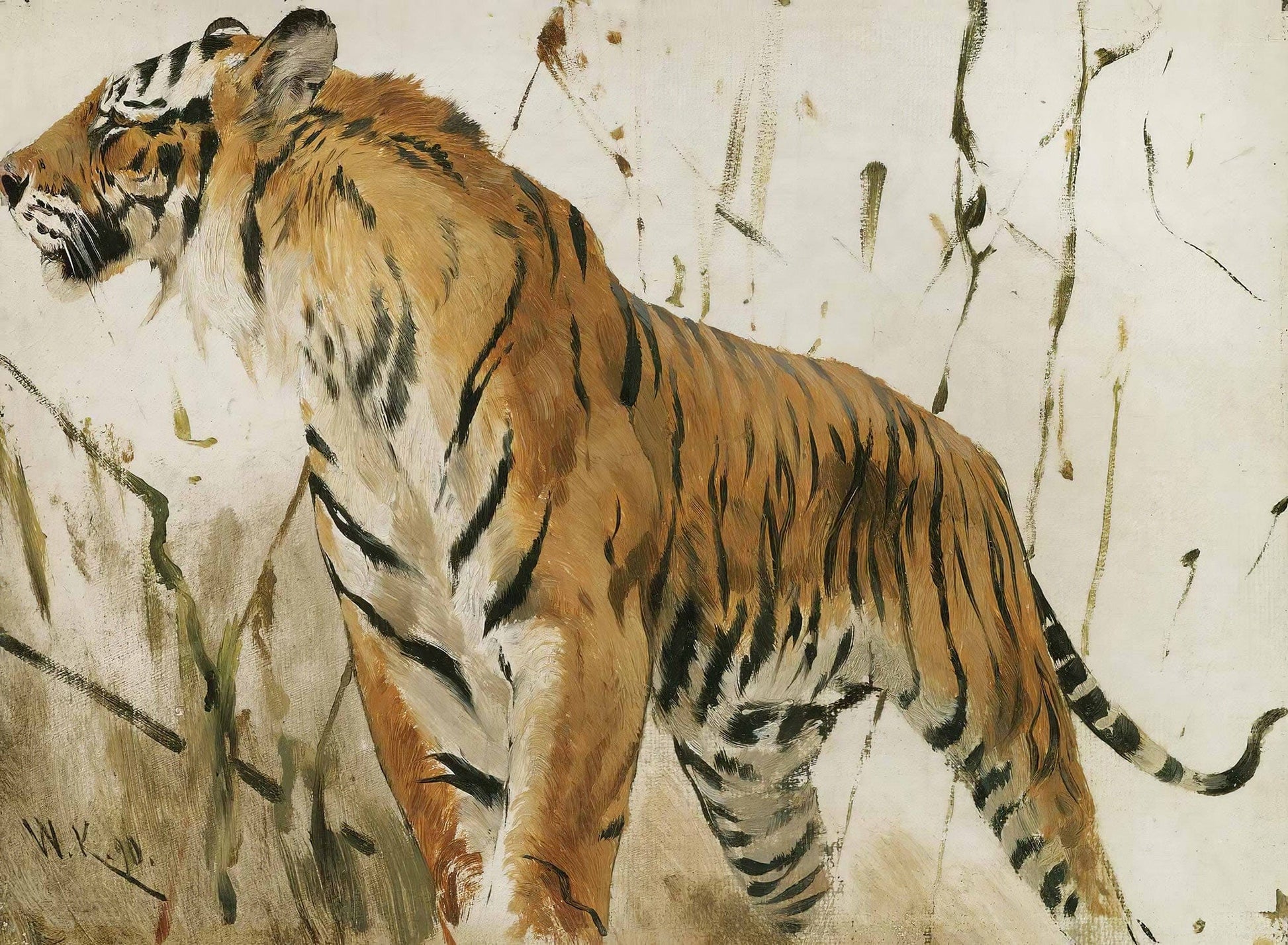 Study Of A Tiger by Wilhelm Kuhnert