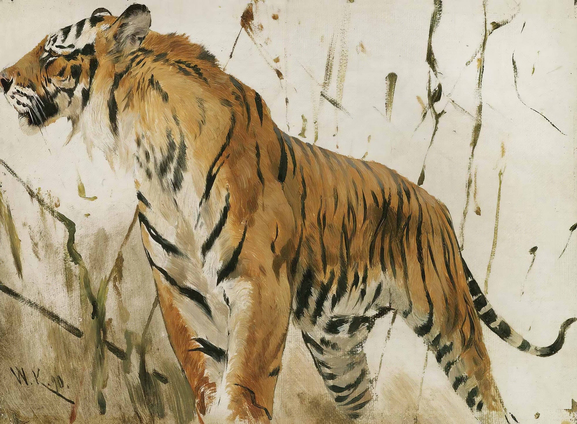 Study Of A Tiger by Wilhelm Kuhnert