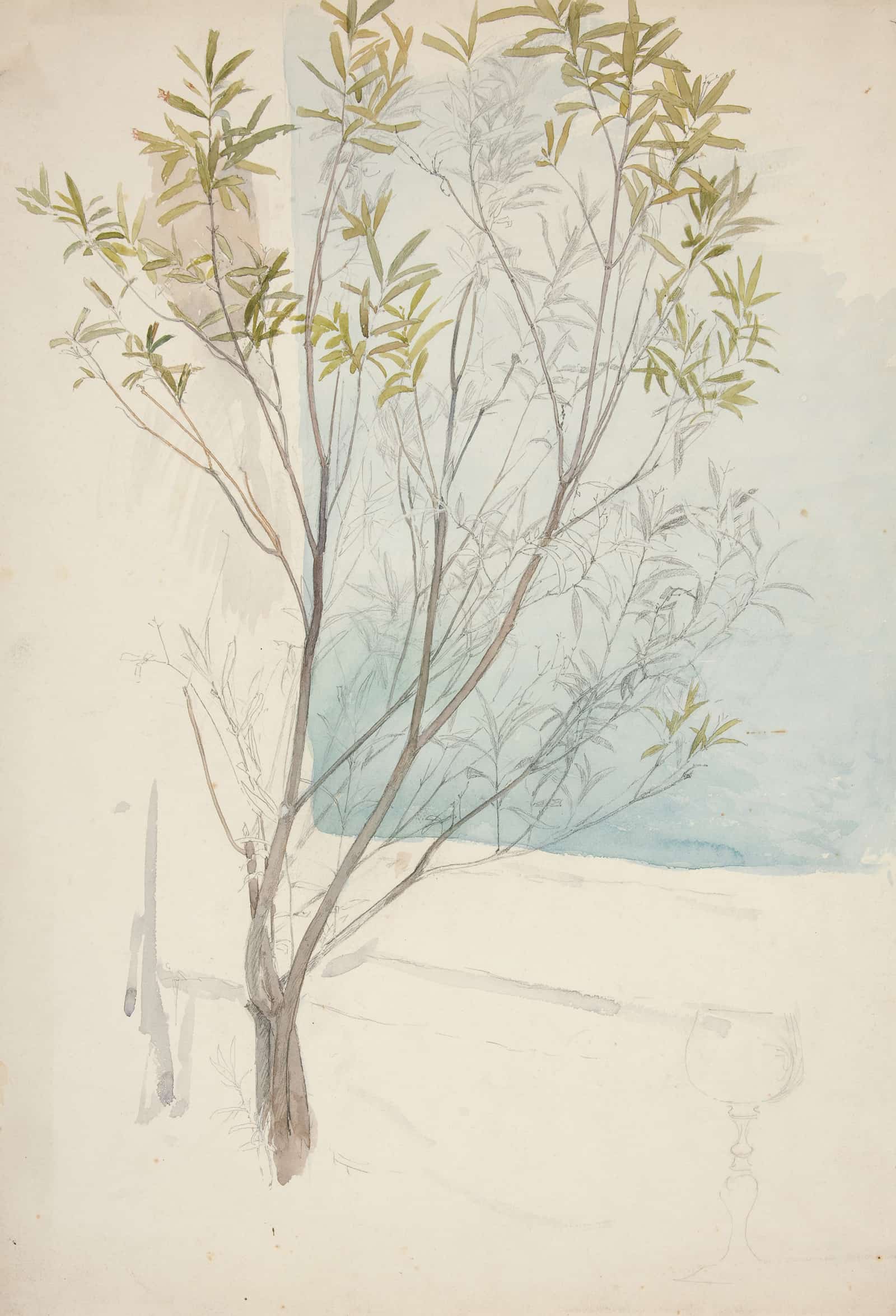 Study Of A Tree by Edwin Austin Abbey