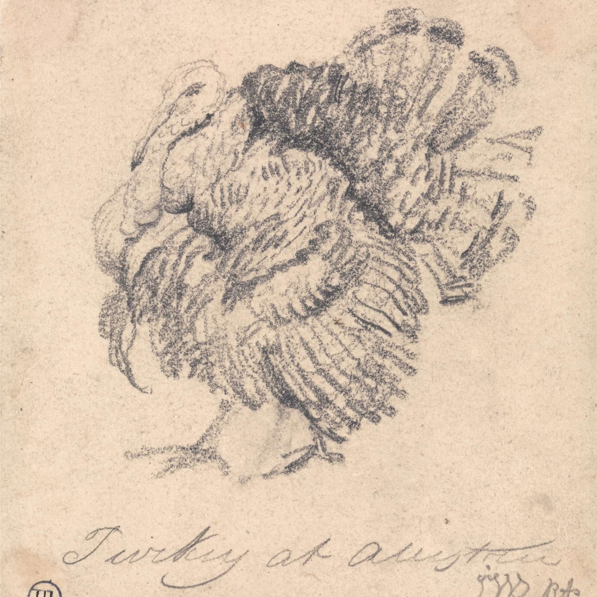 Study Of A Turkey by James Ward