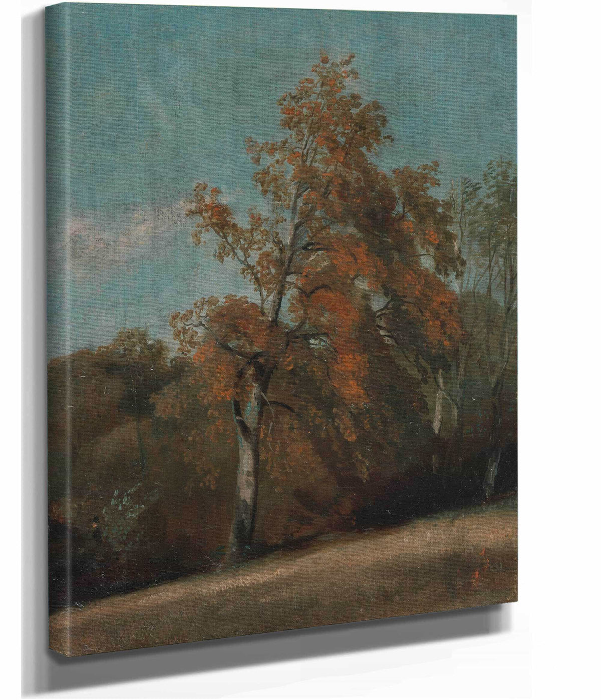 Study Of An Ash Tree by John Constable