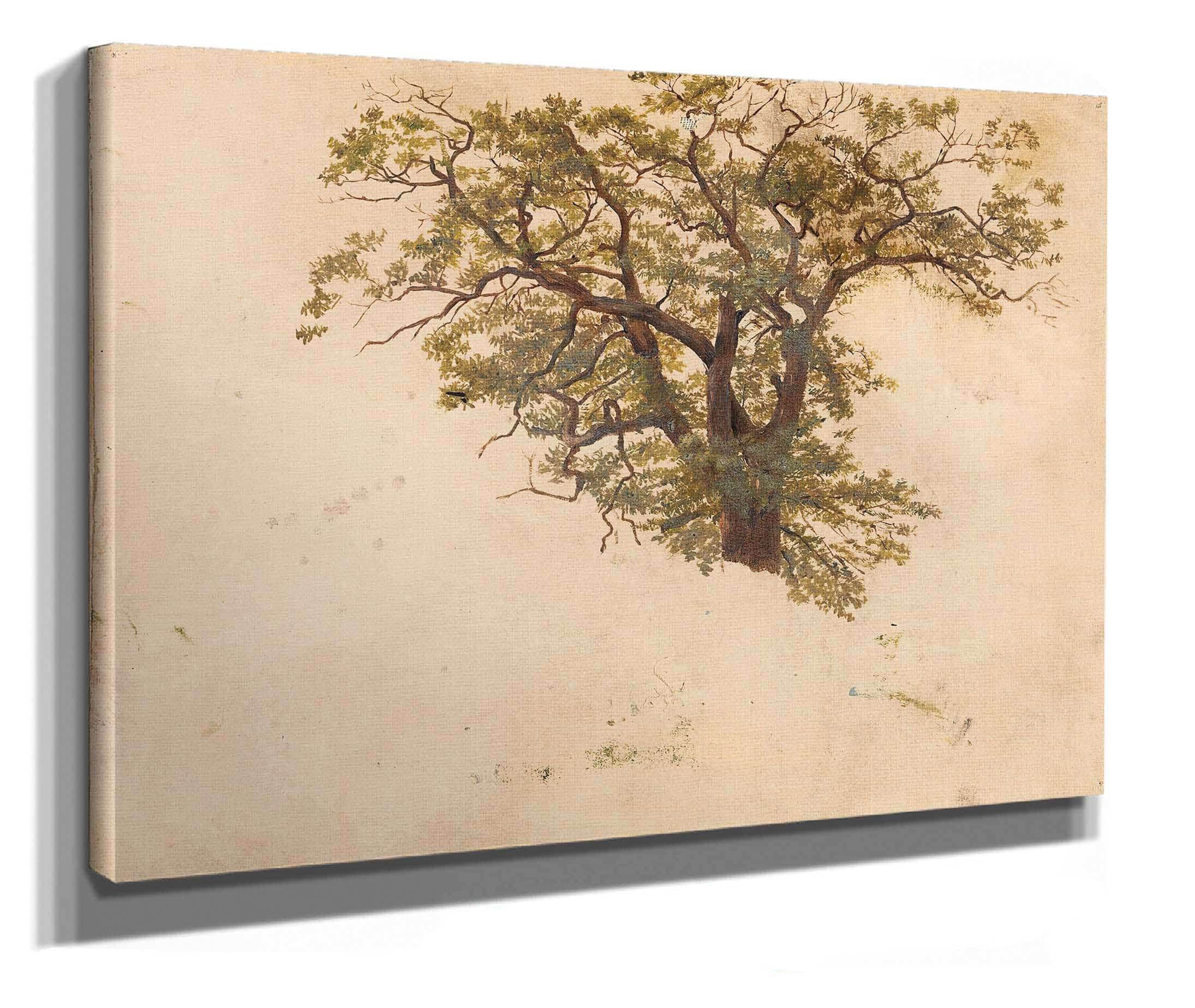 Study Of An Oak by Adolph Tidemand