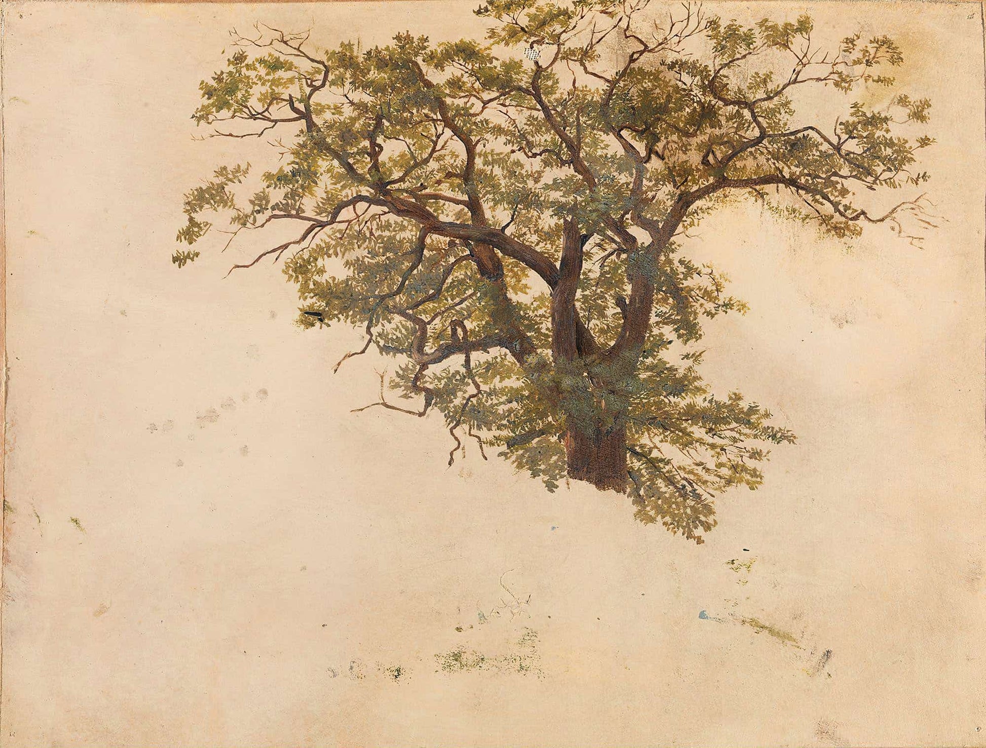 Study Of An Oak by Adolph Tidemand