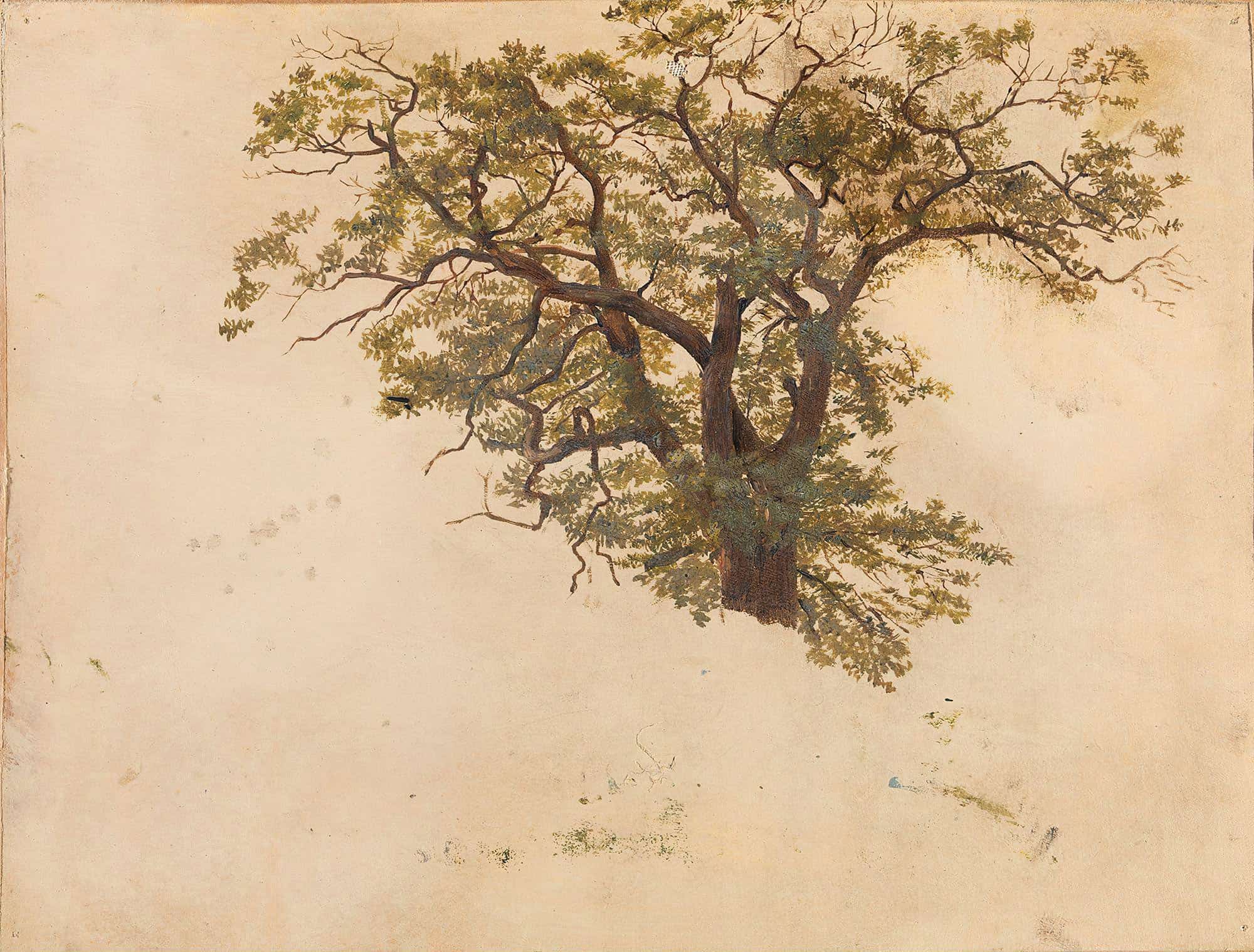 Study Of An Oak by Adolph Tidemand