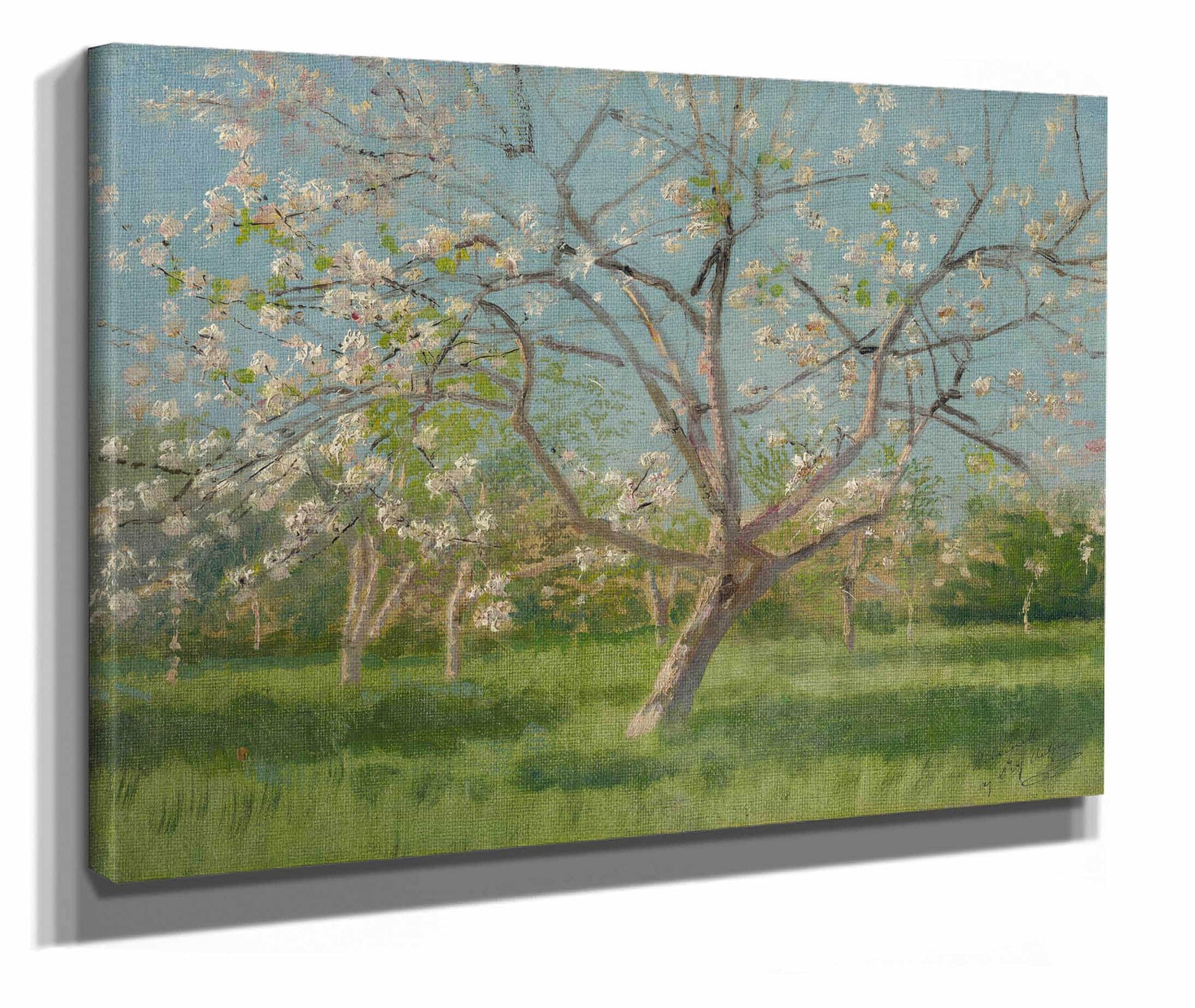 Study Of Blooming Trees In An Orchard  by Ladislav Mednyanszky
