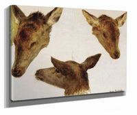 Study Of Deer Heads by Rosa Bonheur