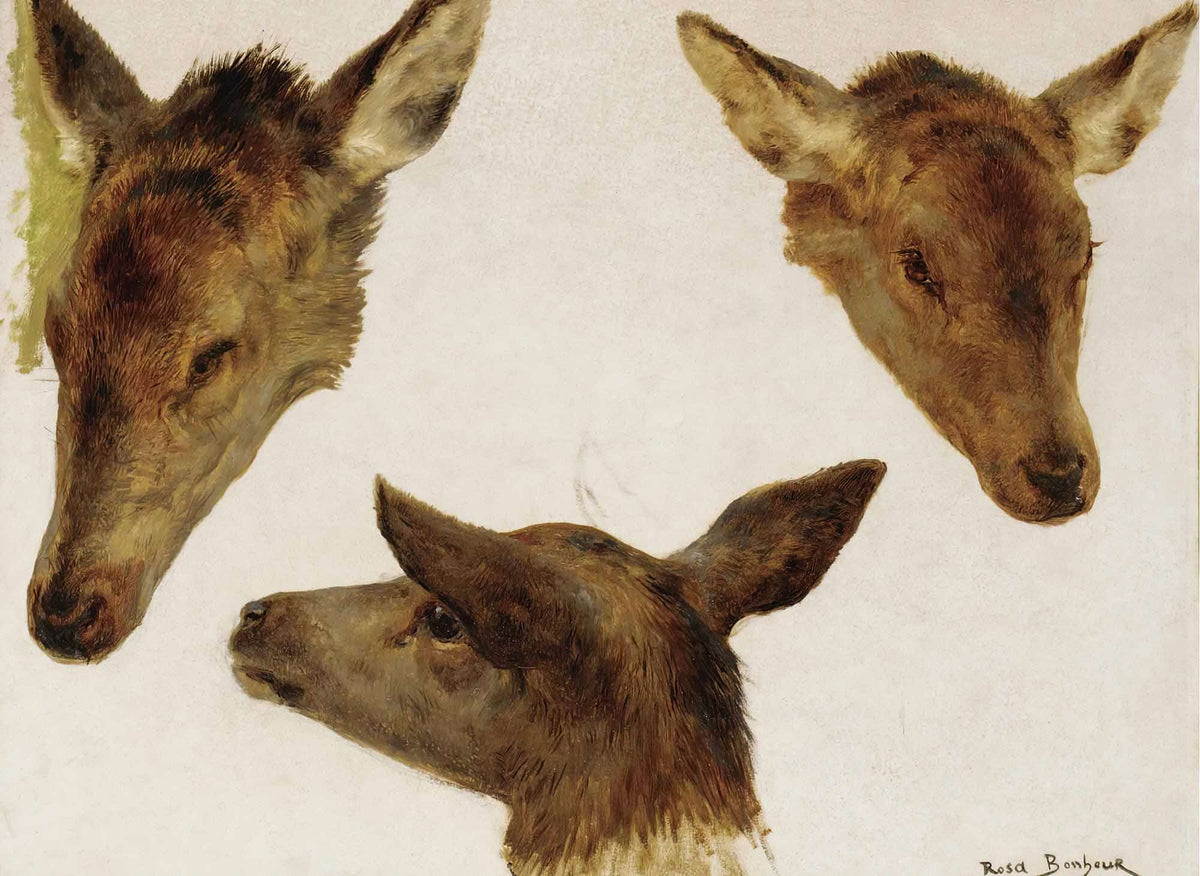 Study Of Deer Heads by Rosa Bonheur