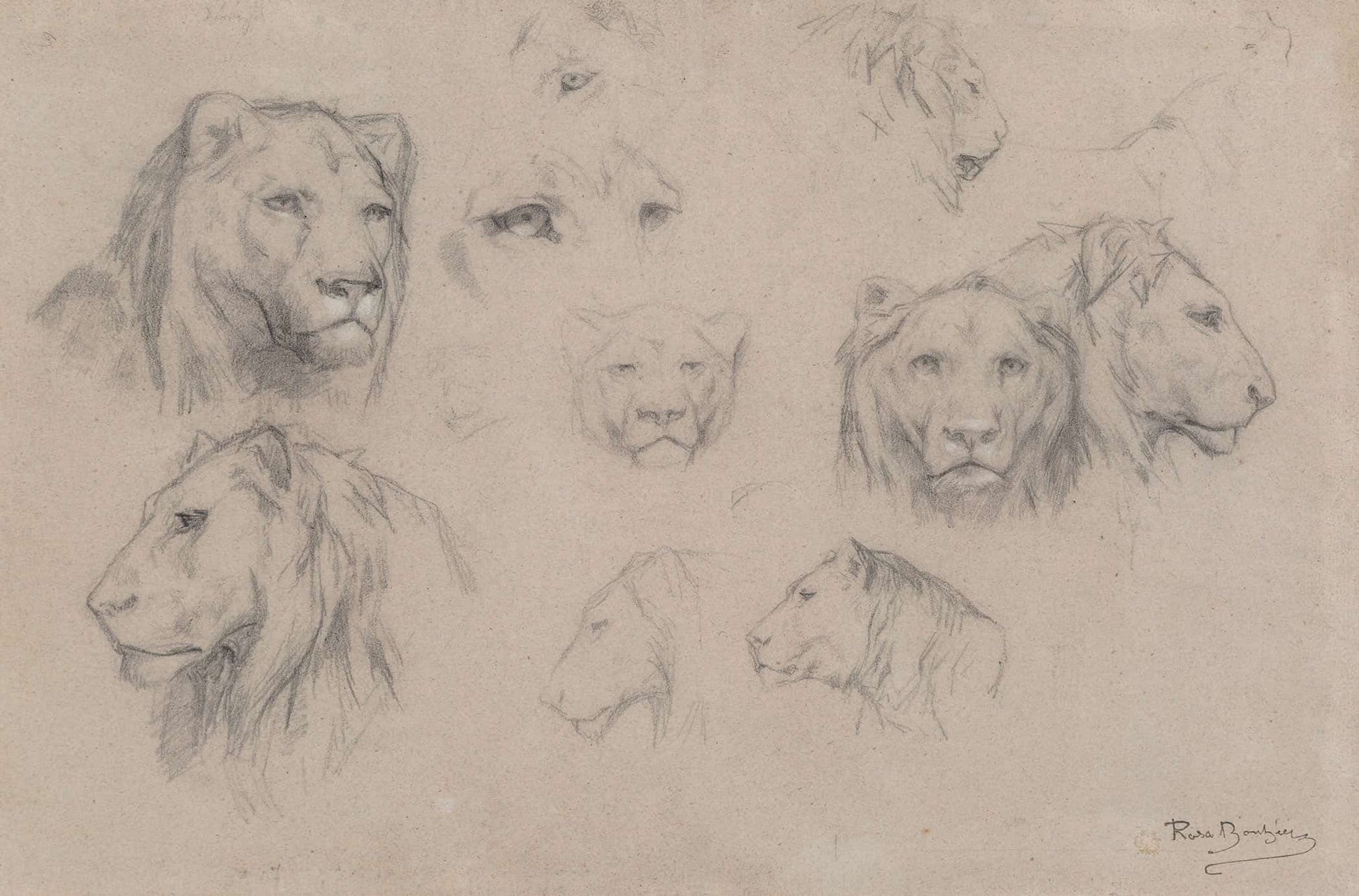 Study Of Heads Of Lions And Lionesses by Rosa Bonheur