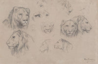 Study Of Heads Of Lions And Lionesses by Rosa Bonheur