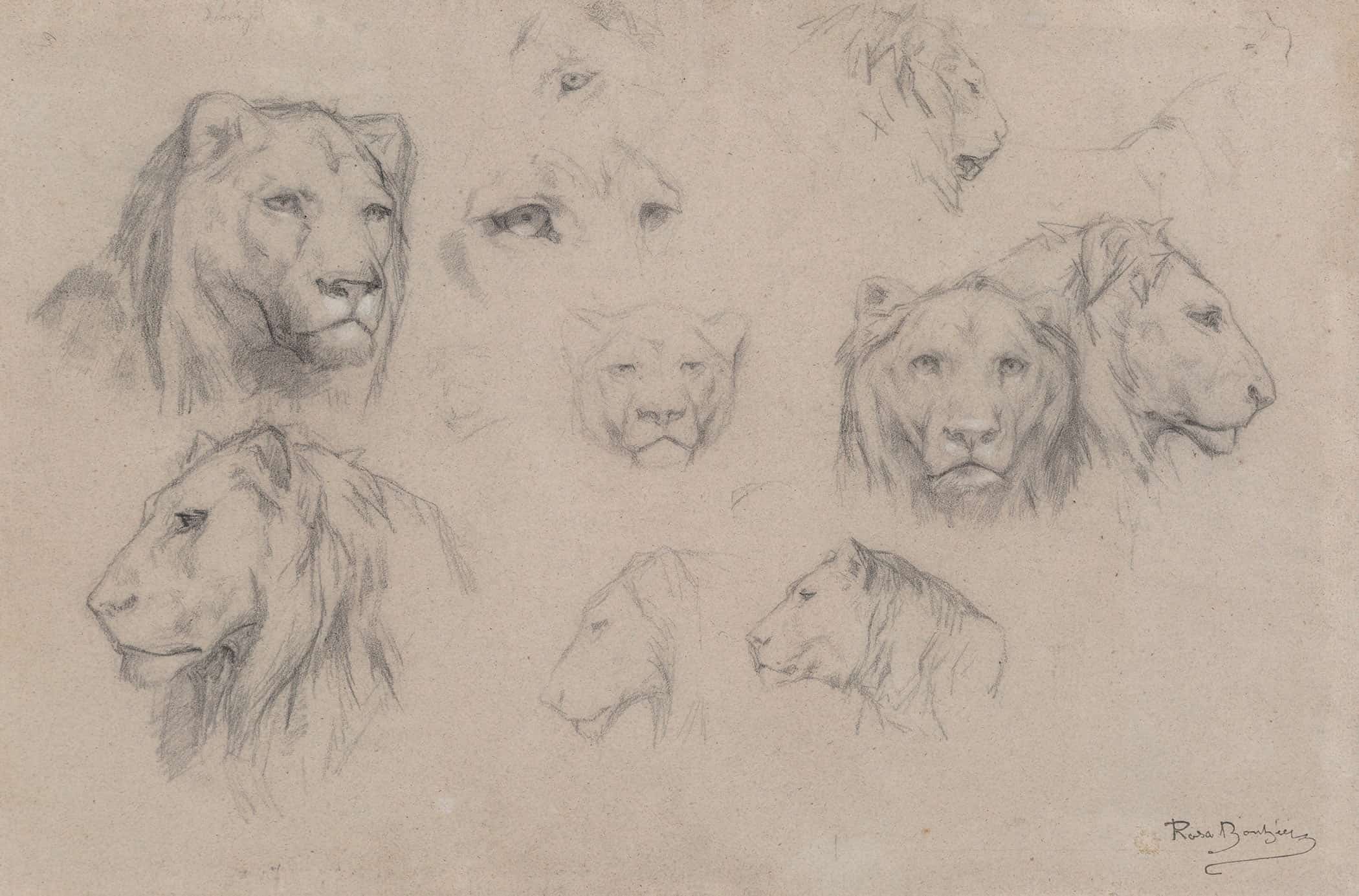 Study Of Heads Of Lions And Lionesses by Rosa Bonheur