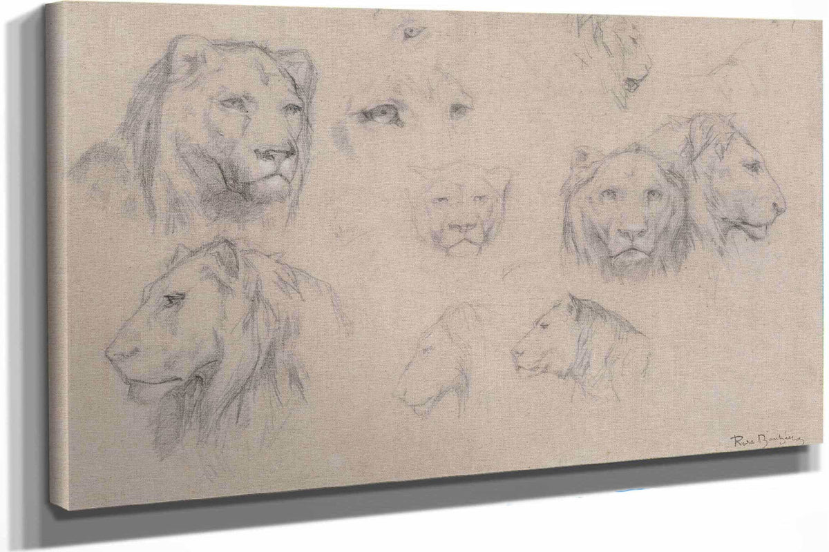 Study Of Heads Of Lions And Lionesses by Rosa Bonheur
