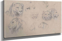 Study Of Heads Of Lions And Lionesses by Rosa Bonheur