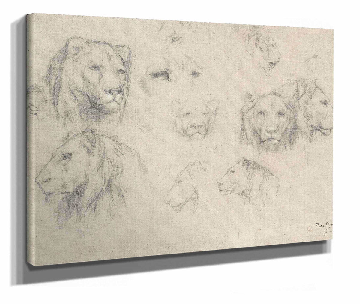 Study Of Lions And Lionesses by Rosa Bonheur