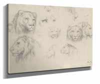 Study Of Lions And Lionesses by Rosa Bonheur