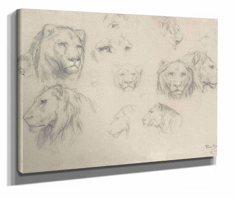 Study Of Lions And Lionesses by Rosa Bonheur