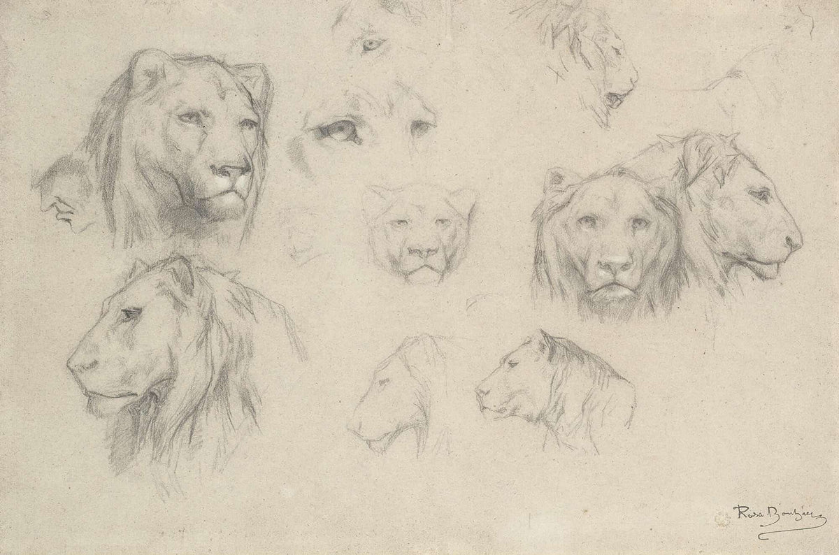 Study Of Lions And Lionesses by Rosa Bonheur